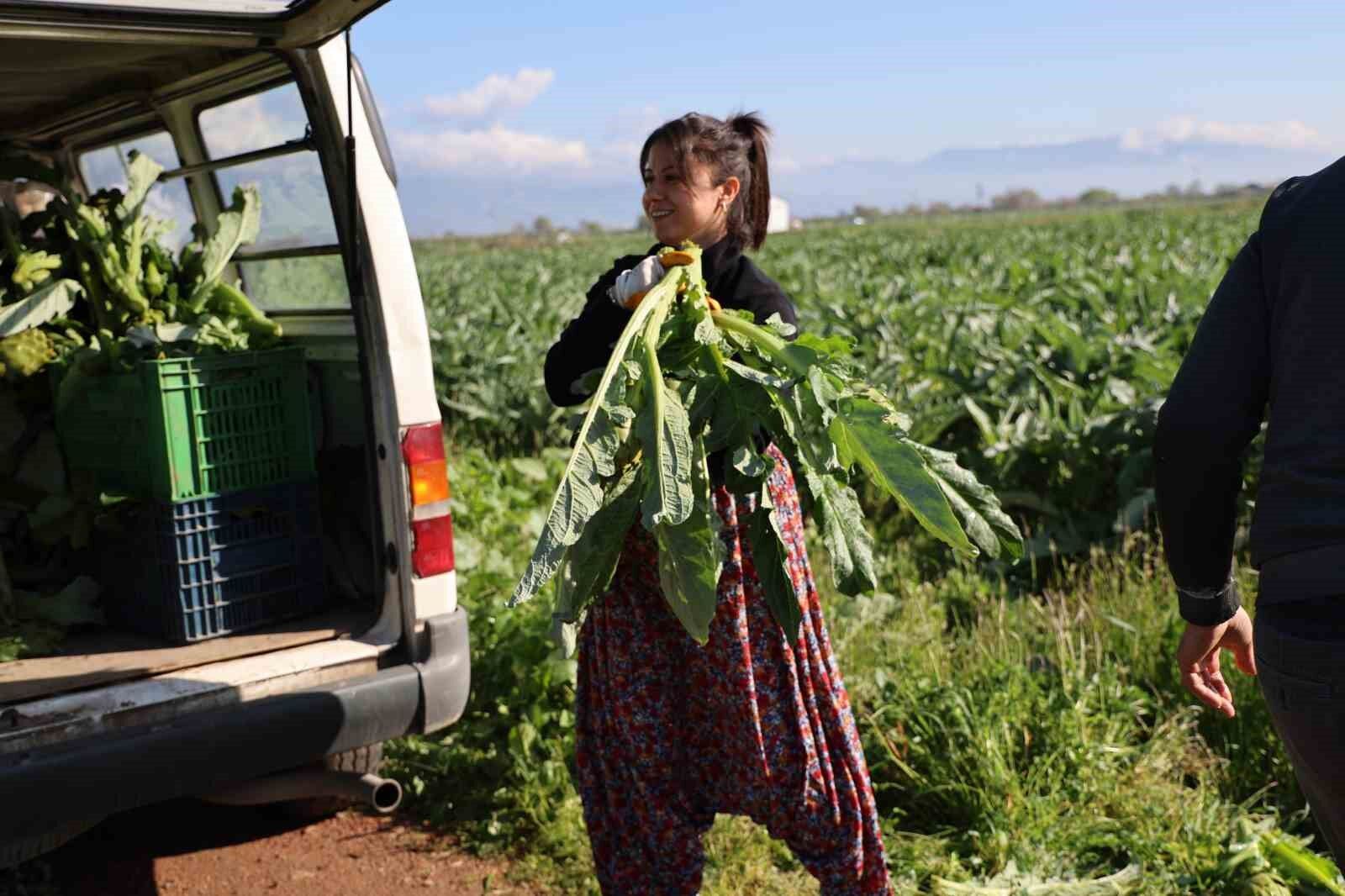 Yesil Elmas Enginar Tarlada 20 Tabakta 400 Lira 01F14Da05E595D7A901D6D2B9207A8A3