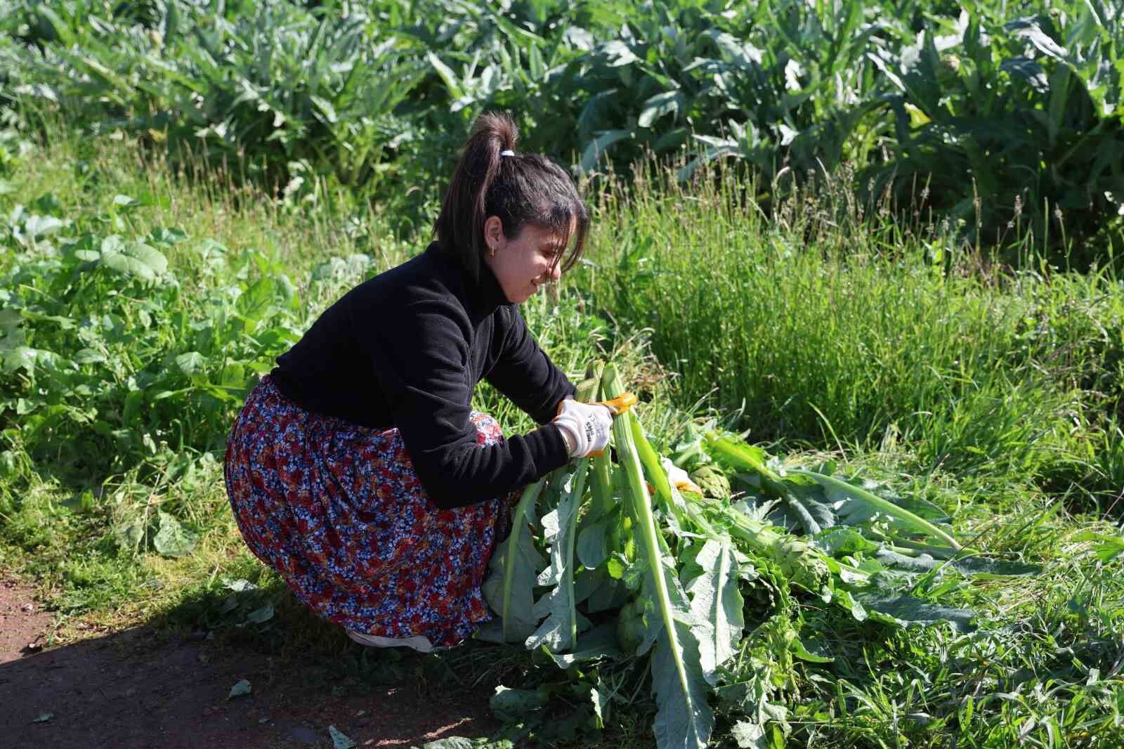 Yesil Elmas Enginar Tarlada 20 Tabakta 400 Lira 3E5Ecbcae2E85Bc2226Be6Bd1994C4Ed