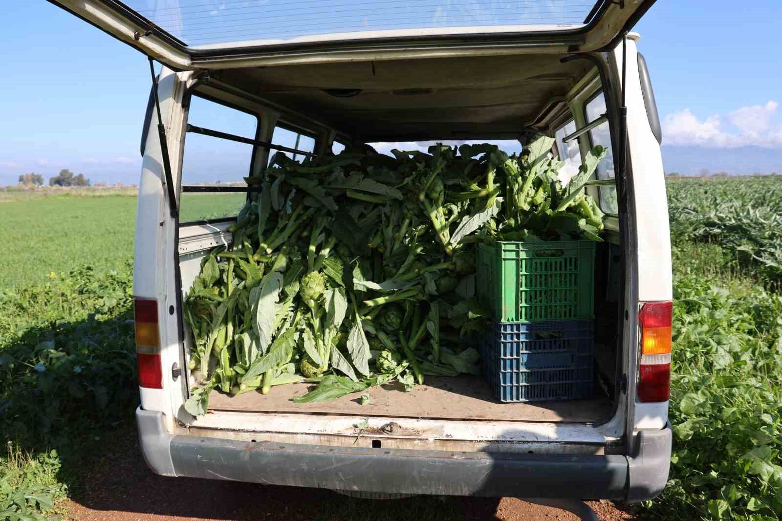 Yesil Elmas Enginar Tarlada 20 Tabakta 400 Lira 8744977A3Fcbb03389Ba1974115Bc94A