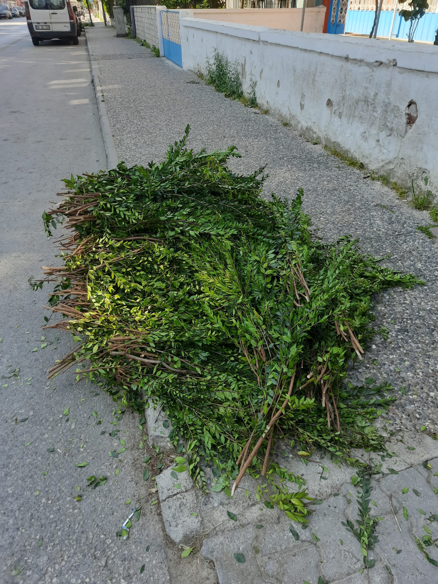 Kabristan Ziyaretlerinde Mersin Gelenegi Neden Kabirlere Mersin Agaci Birakiliyor 460942 7Ec2A16633Ca2030Cf02A5D7127C78F8