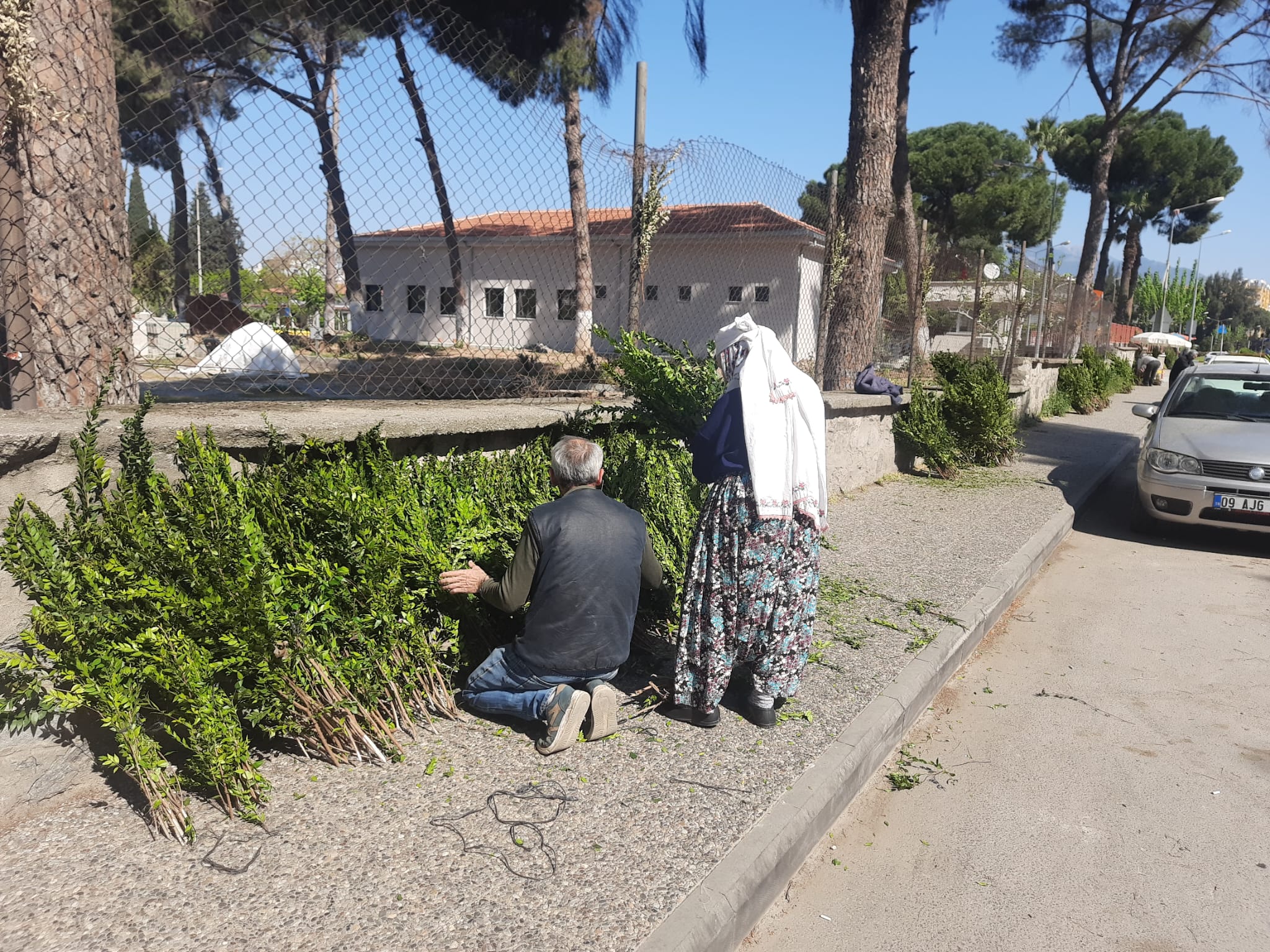 Kabristan Ziyaretlerinde Mersin Gelenegi Neden Kabirlere Mersin Agaci Birakiliyor 460942 Cd55C1310E9Cb08C5F1B54709Dfb8Ffa