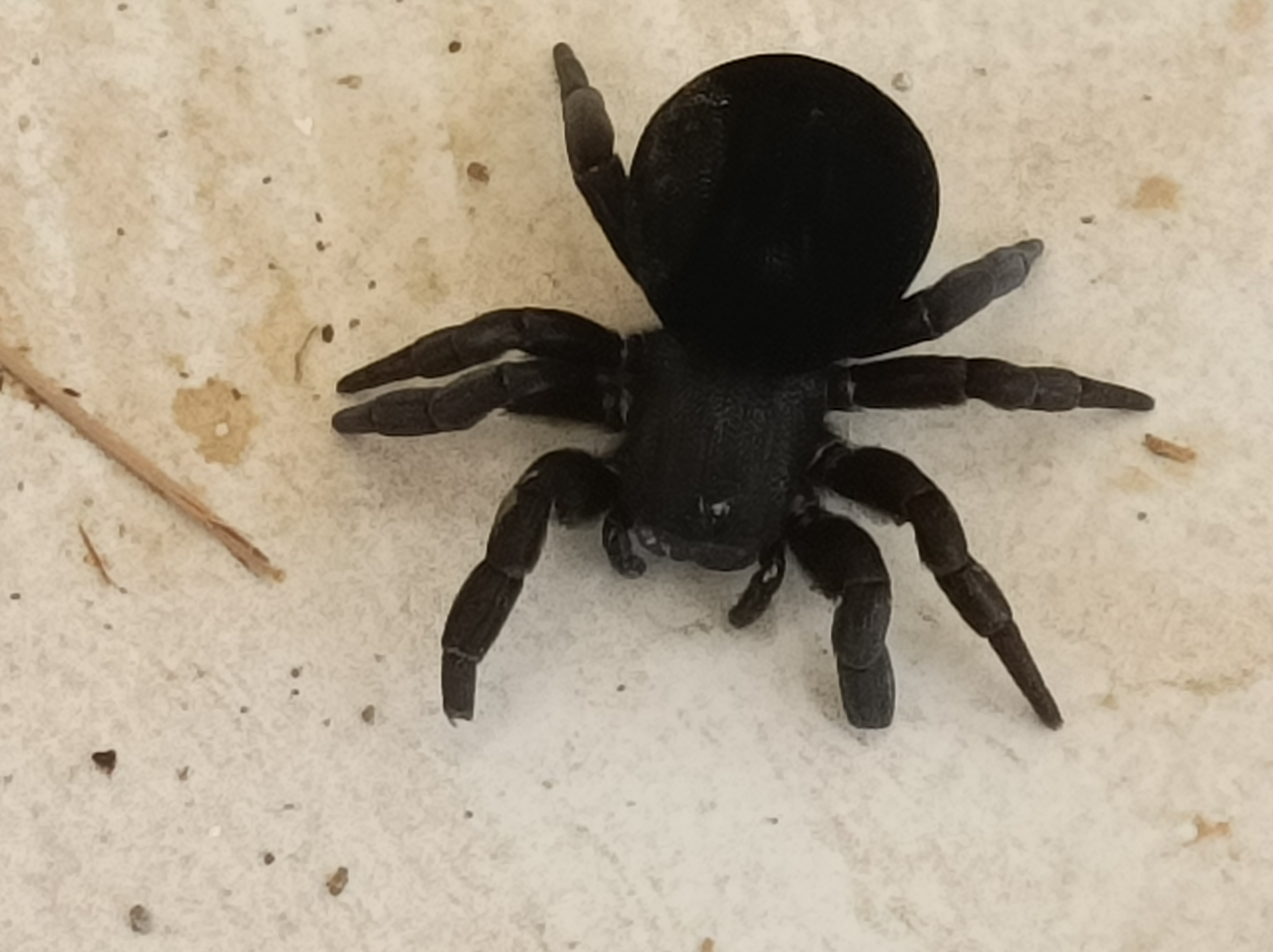 Aydinda Trantula Panigi 478391 17489D76Cb007F201F259Ea73Cbf287E