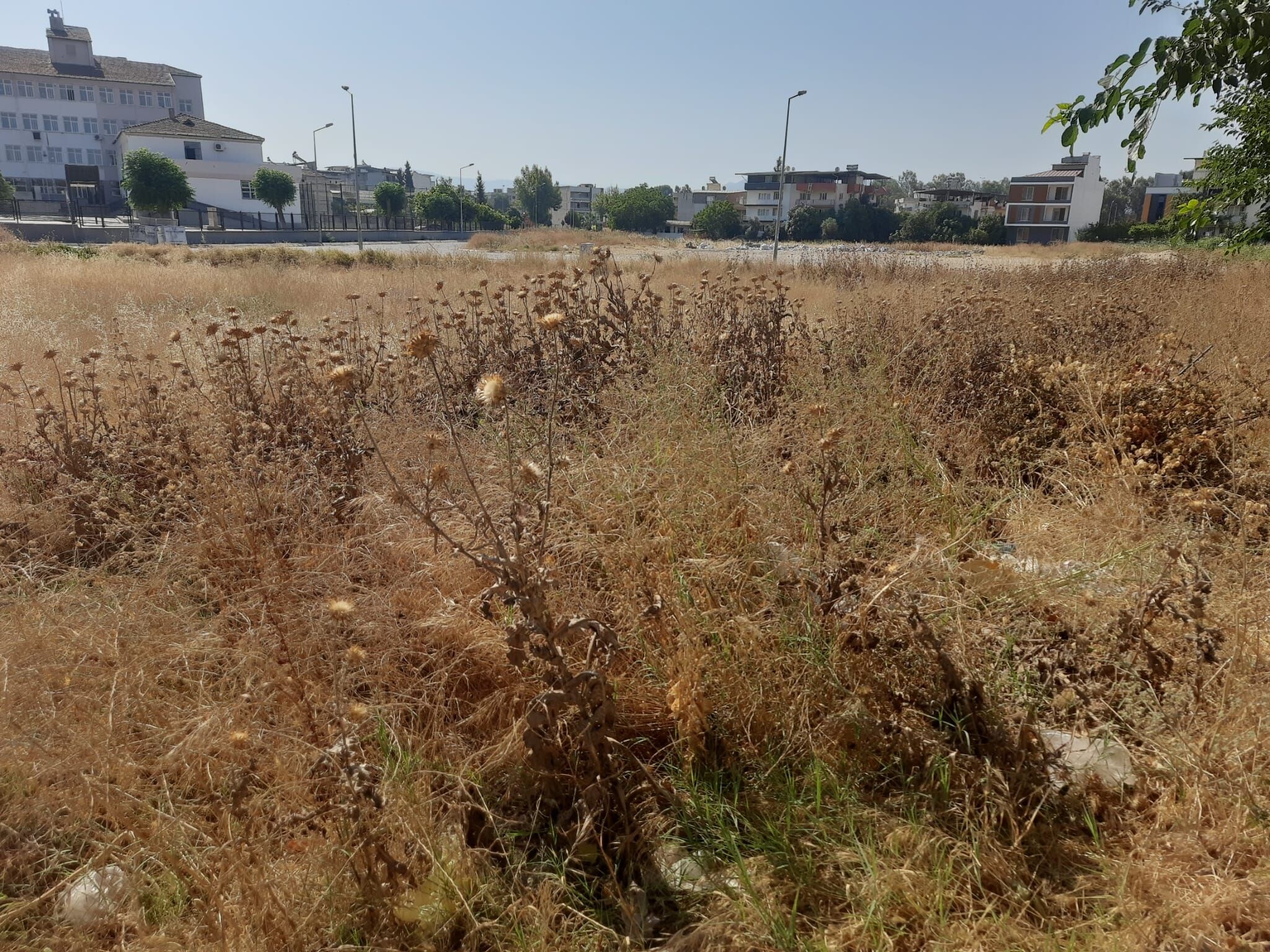 Bu Otlar Vatandaslari Korkutuyor 481031 86A093Fae0F28A9Cca5D2D8Eb76Cf0D8