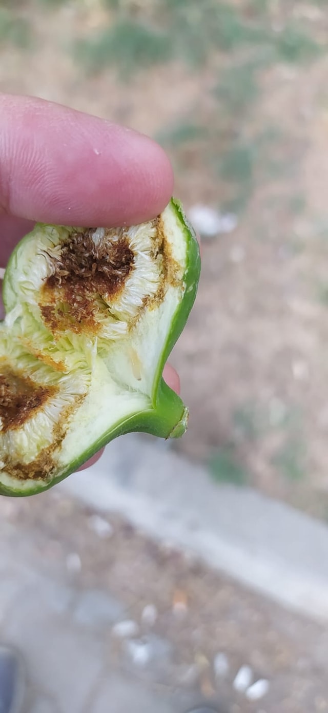 Incir Ureticilerinin Korkulu Ruyasiincir Siyah Sinegi 478767 322A6Bb782Ab7C02C13975D44E3Ec3E7