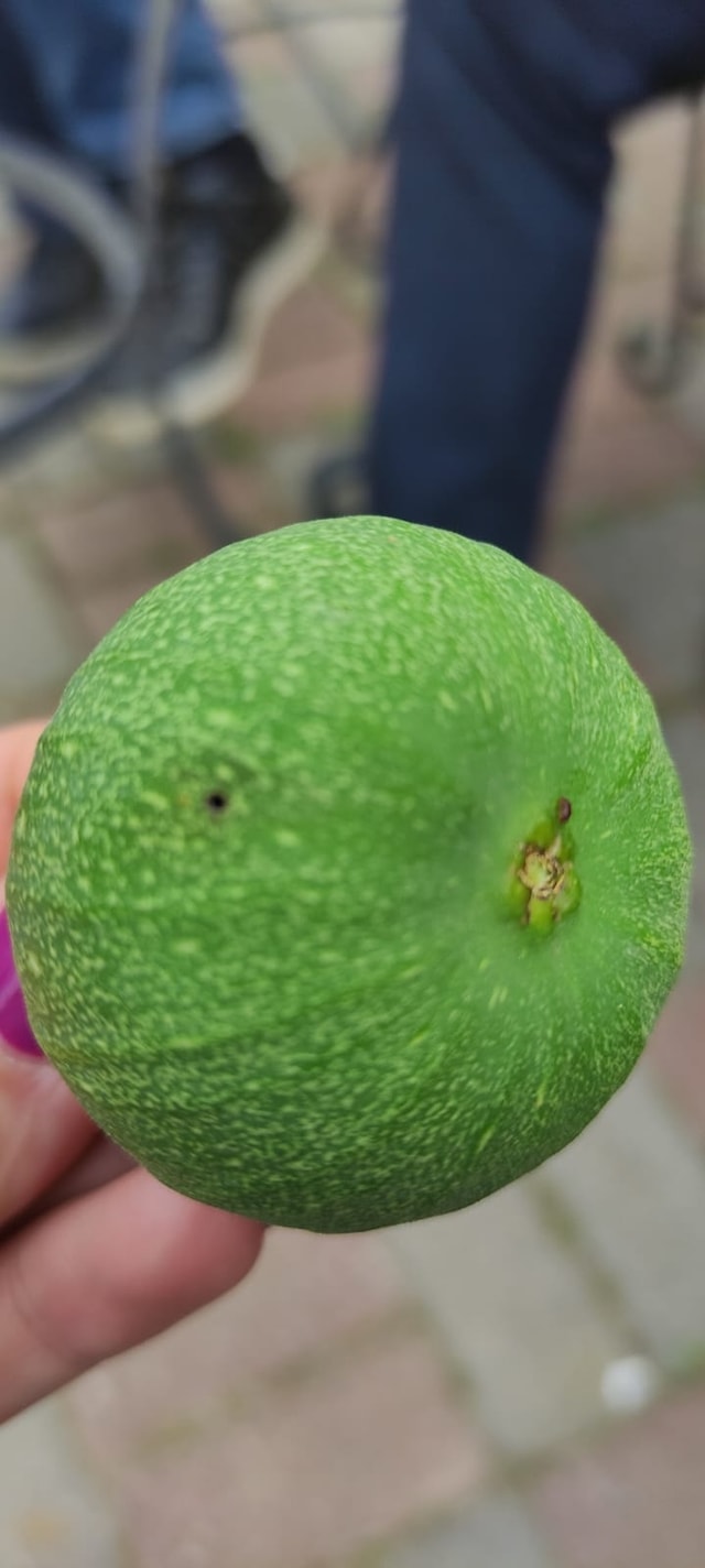 Incir Ureticilerinin Korkulu Ruyasiincir Siyah Sinegi 478767 34E0Ebd1A05Ac7D310876Ef317916927