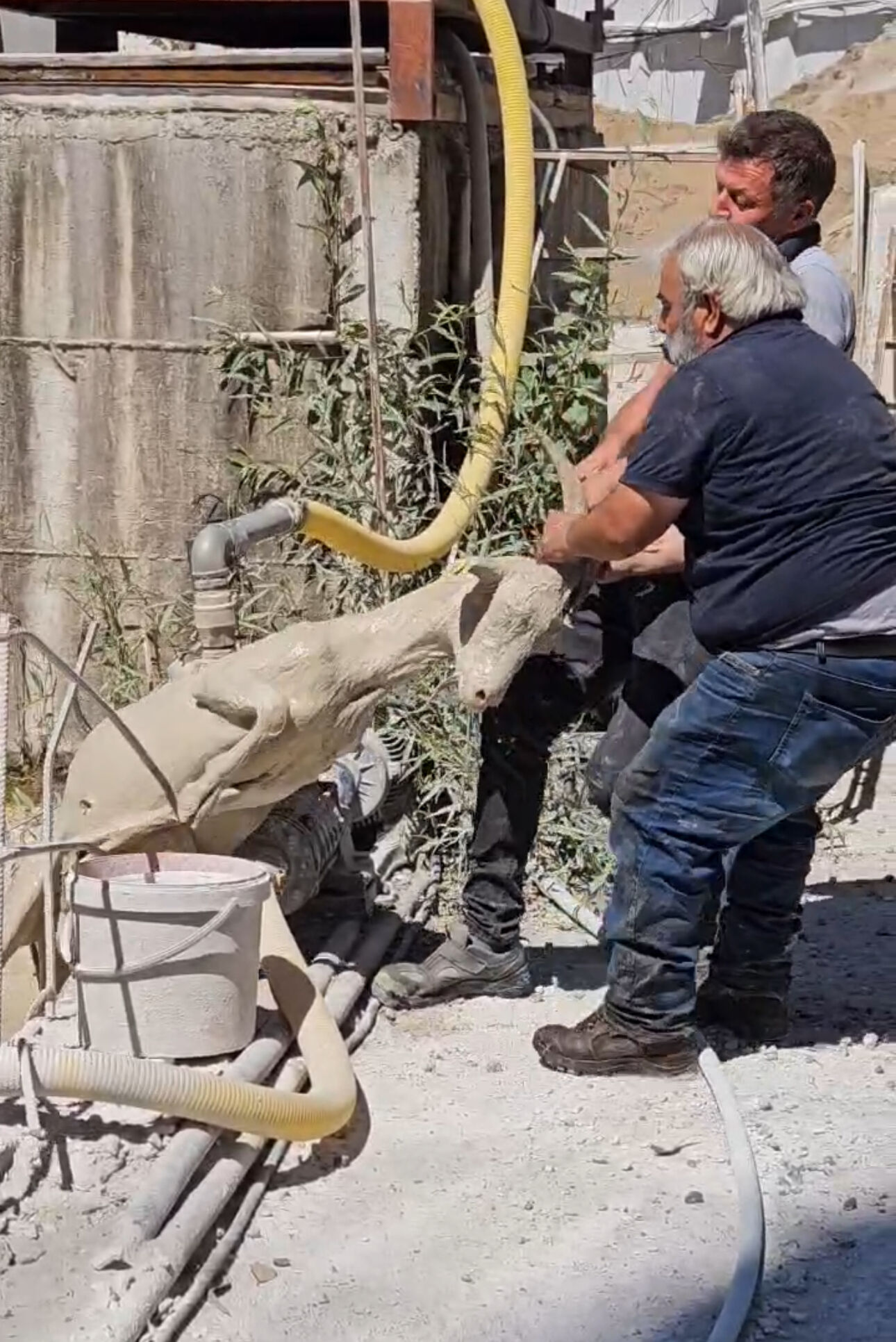 Nazillide Kurbanlik Kurtarma Operasyonu Betondan Kurtarilan Keci Kesime Goturuldu 479627 D03Ae0B2Edafc5D3A749F02634544251