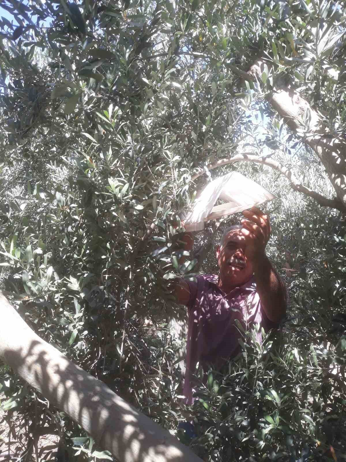 Zeytin Bahcelerinde Haftalik Kontroller Devam Ediyor B07571Cc35499Fa58F1A3057B77Eec28