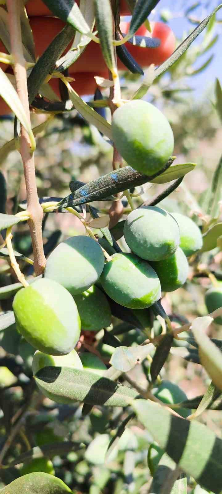 Didimde Zeytin Sinegiyle Mucadele Devam Ediyor 97Eb3B9A2Cd1E6818Eaa27A8F4793Be2