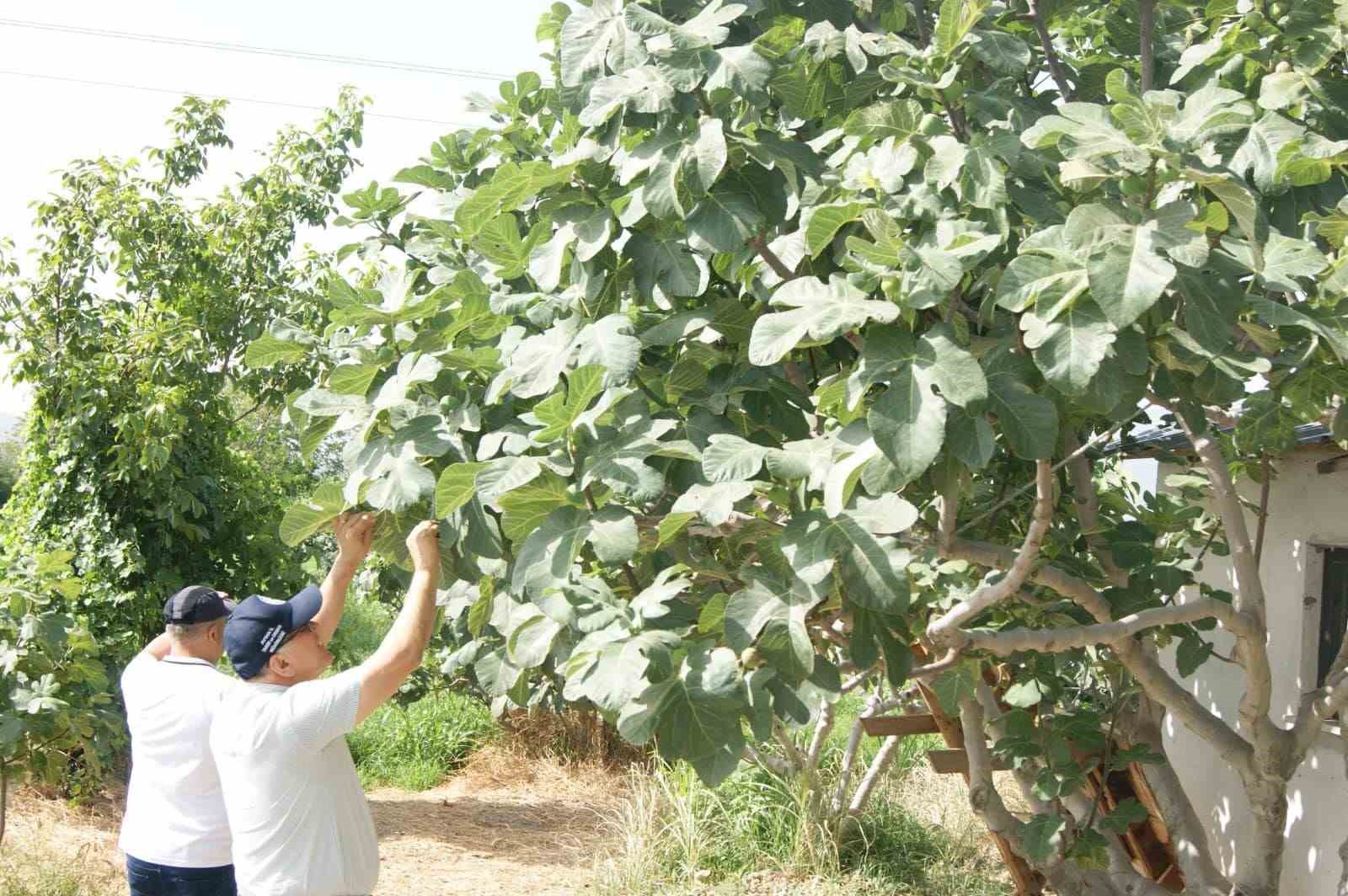 Kuyucakta Incir Bahcelerinde Hastalik Ve Zararli Kontrolu Yapildi 39B106677Fe90D53A9307874B5092303