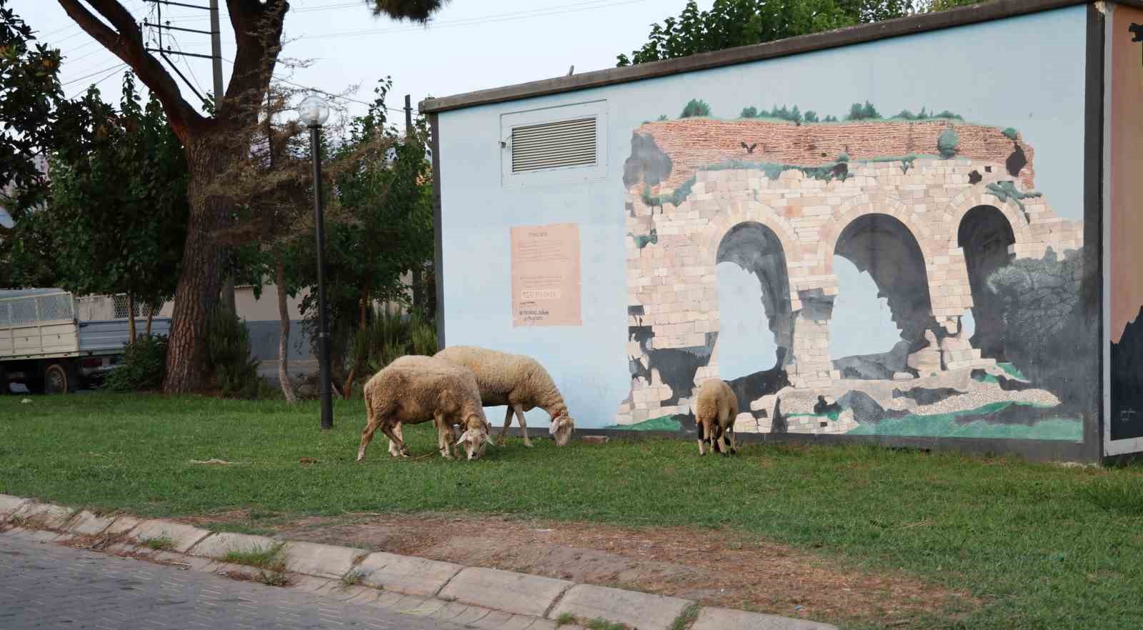 Dogurganlik Hizinin Hizla Dustugu Aydinda Parklar Koyunlara Kaldi 2E02Ef0C421F89E4Ad13Ada36D99D184