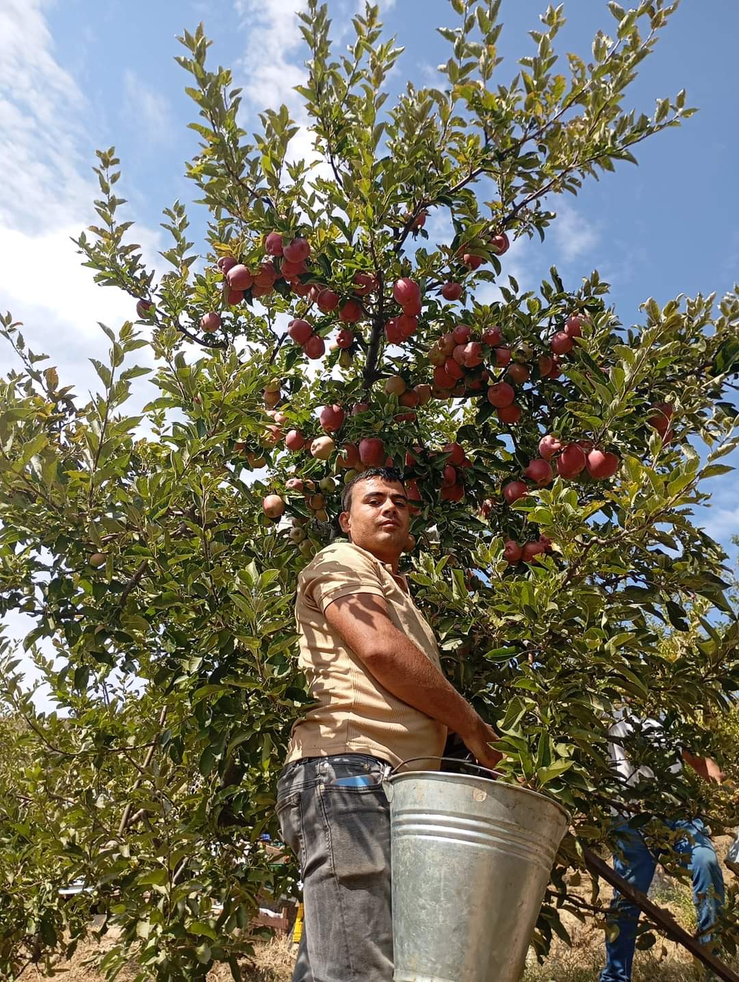 Karacasu Elmasiyla Fark Yaratiyor Yeni Sezon Icin Hasat Basladi 507075 7B09F407A6F0F1D80561350Db73C6E64