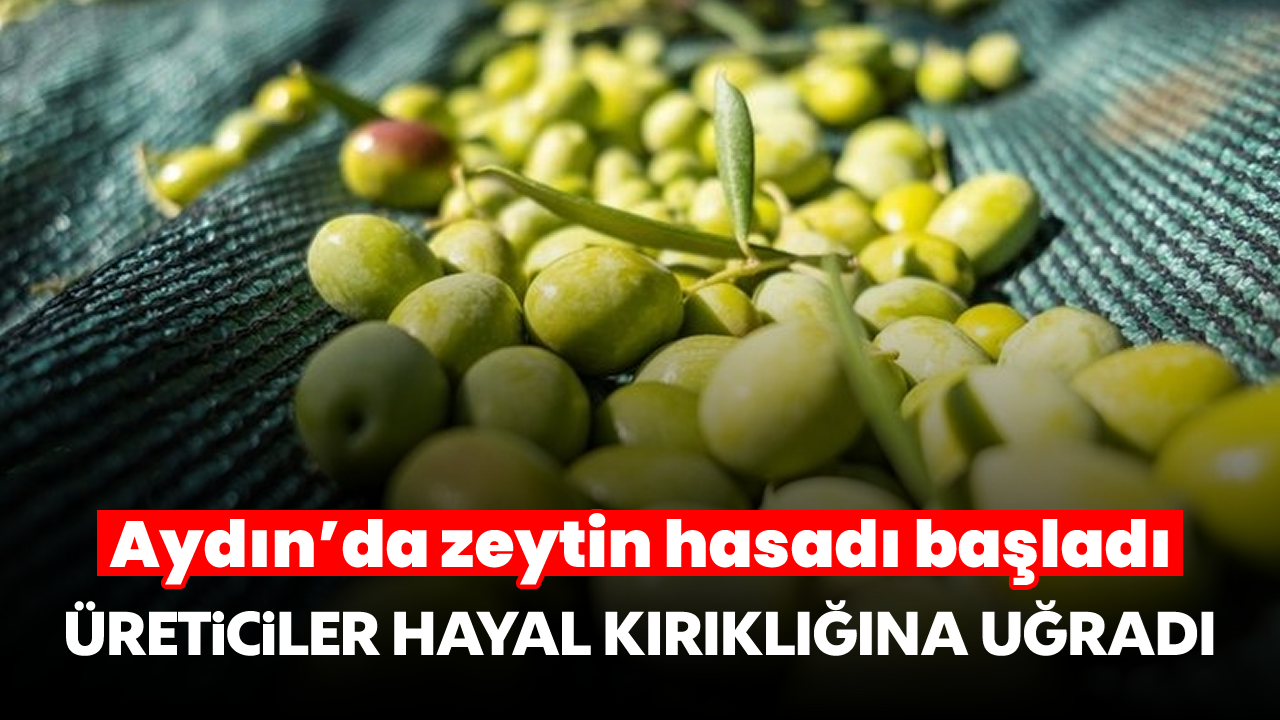 Aydın'da zeytin hasadı başladı! Üreticiler hayal kırıklığına uğradı