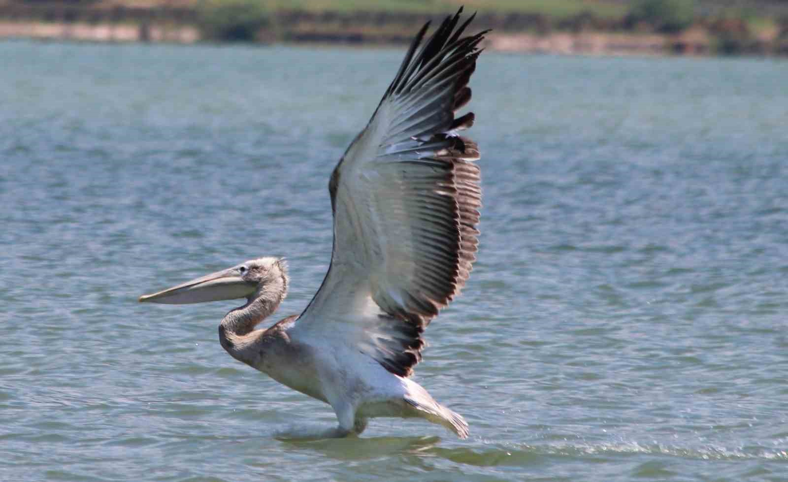 Ekodos Azap Golunun Sansi Tepeli Pelikanlara Dikkat Cekti Fdfbb2A2149E5F82317D22F4407D0927