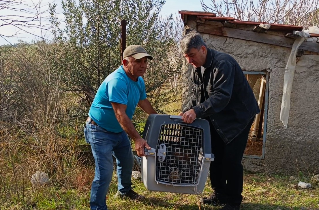 Bahcecik Bogazinda Yarali Bir Oklu Kirpi Bulundu 529974 520F18Efcceeb65A29095Adfdd6Ad8Cf