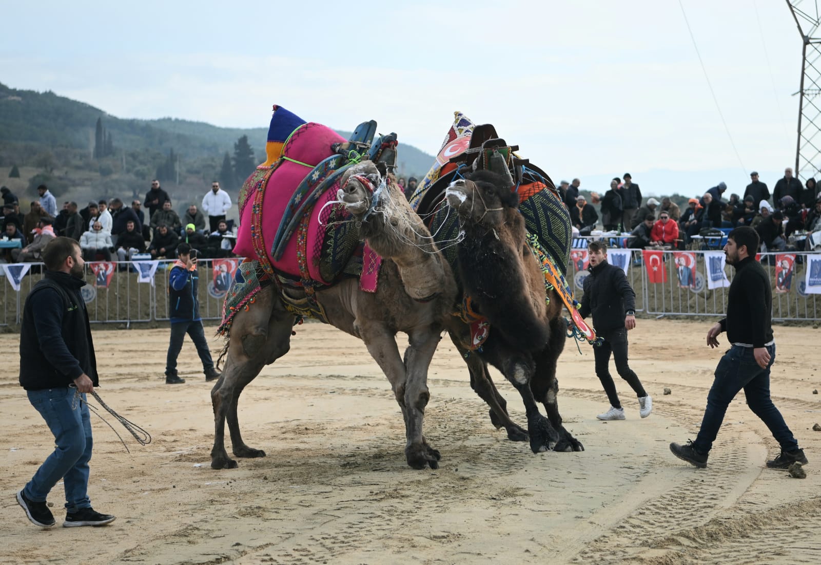 Kusadasinda Deve Guresi Festivali Renkli Goruntulere Sahne Oldu 532104 Fcbbb6B01Ed614B3Aec1B5524B75704B