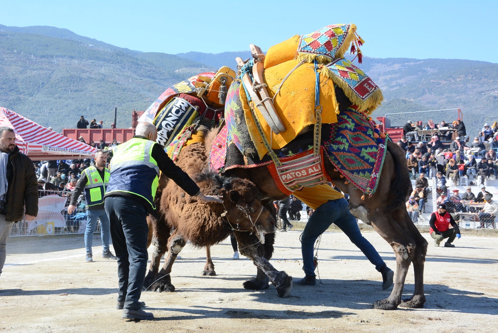 Bozdoganda Geleneksel Deve Guresi Coskusu Deve Guresleri Buyuk Ilgi Gordu 546734 Bbbdb2Ea3C2Ddbd1900C041B8Ac41A64