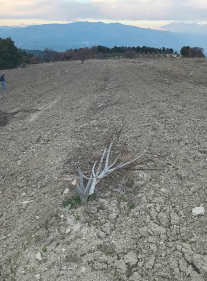 Karacasuda Katliam Gibi Olay 400 Tane Incir Agacini Kestiler 546054 048F1B8Bdad05De07F97F23Ec634988B