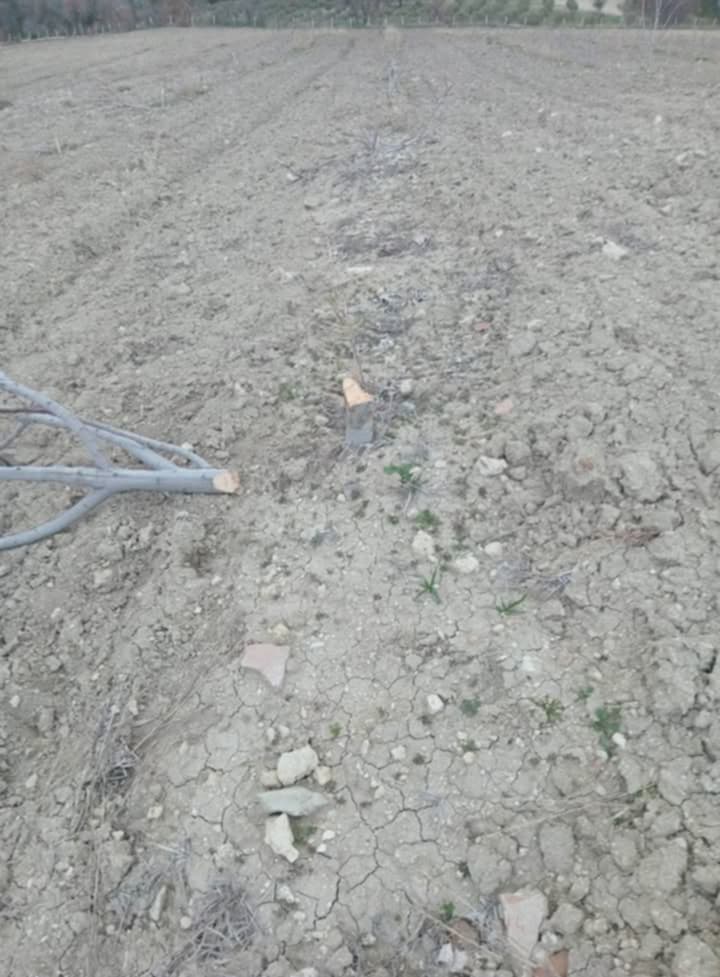 Karacasuda Katliam Gibi Olay 400 Tane Incir Agacini Kestiler 546054 98436Cddb6Ccba9Ec30855145281Efa9