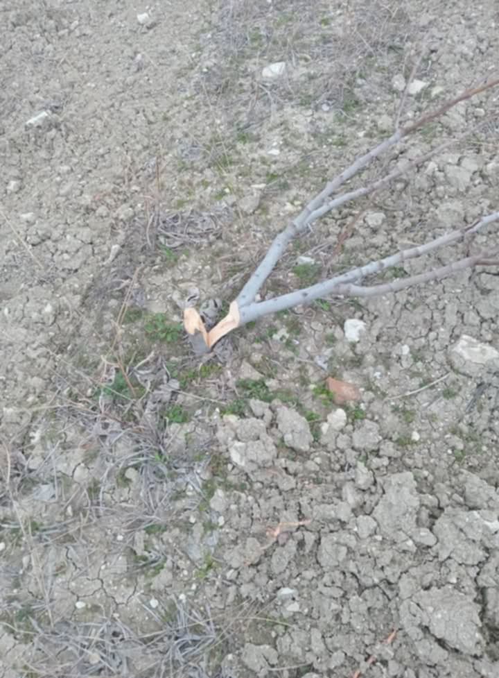 Karacasuda Katliam Gibi Olay 400 Tane Incir Agacini Kestiler 546054 Bd943B8Ef2Bfc71063C908A1Be781Bff