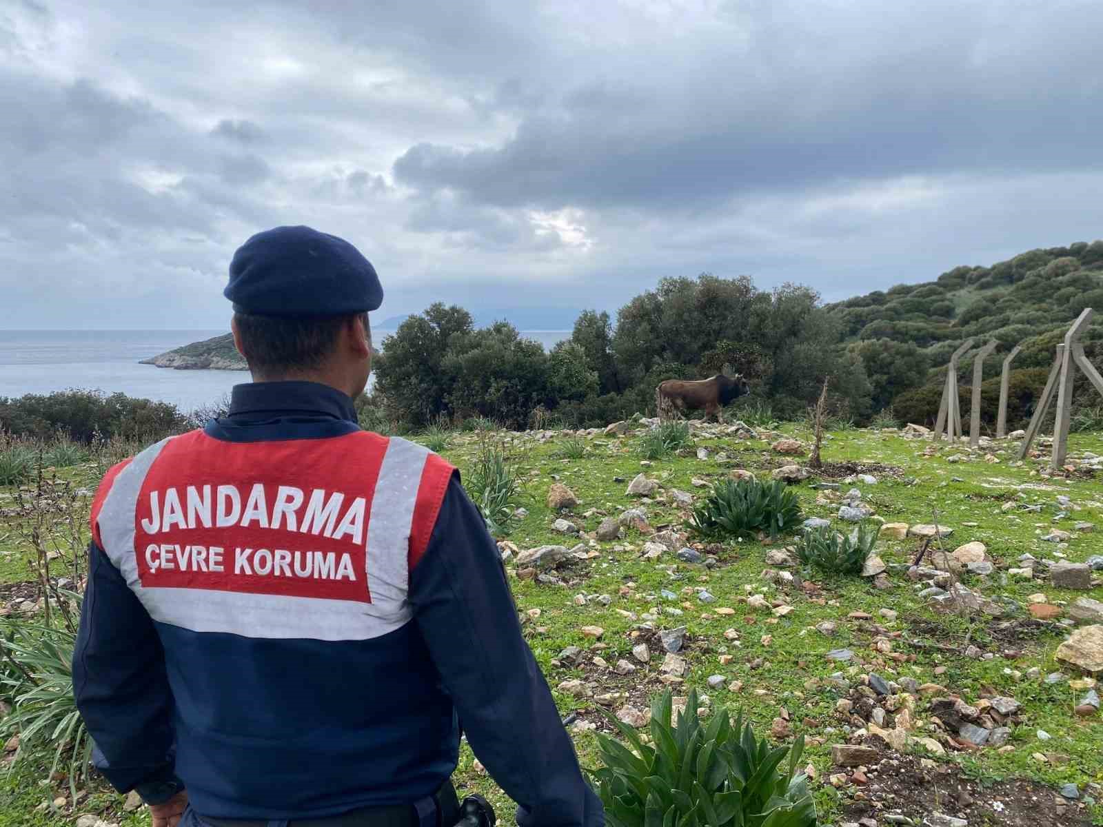 Dilek Yarimadasi Milli Parkinda Jandarma Denetimi B95E2Fbd6E3864B7A248F46F9A39313D
