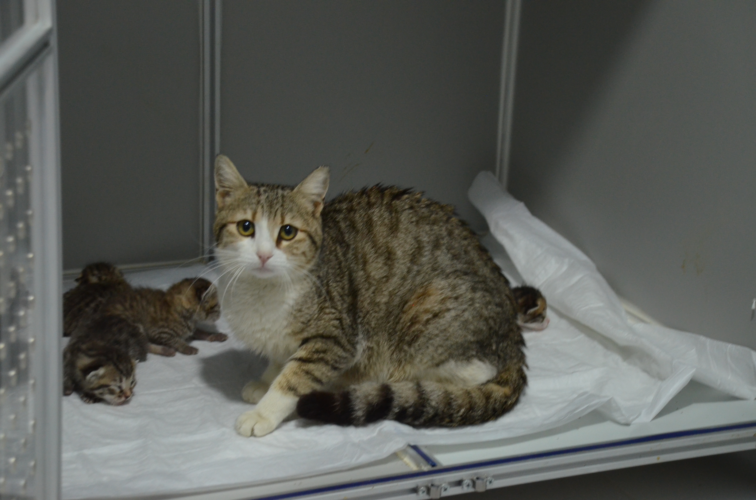Akilli Sokak Kedisi Dogum Icin Veterineri Secti O Anlar Ise Kaydedildi 560223 196955Dfc541514Fca32D28Dca04786F