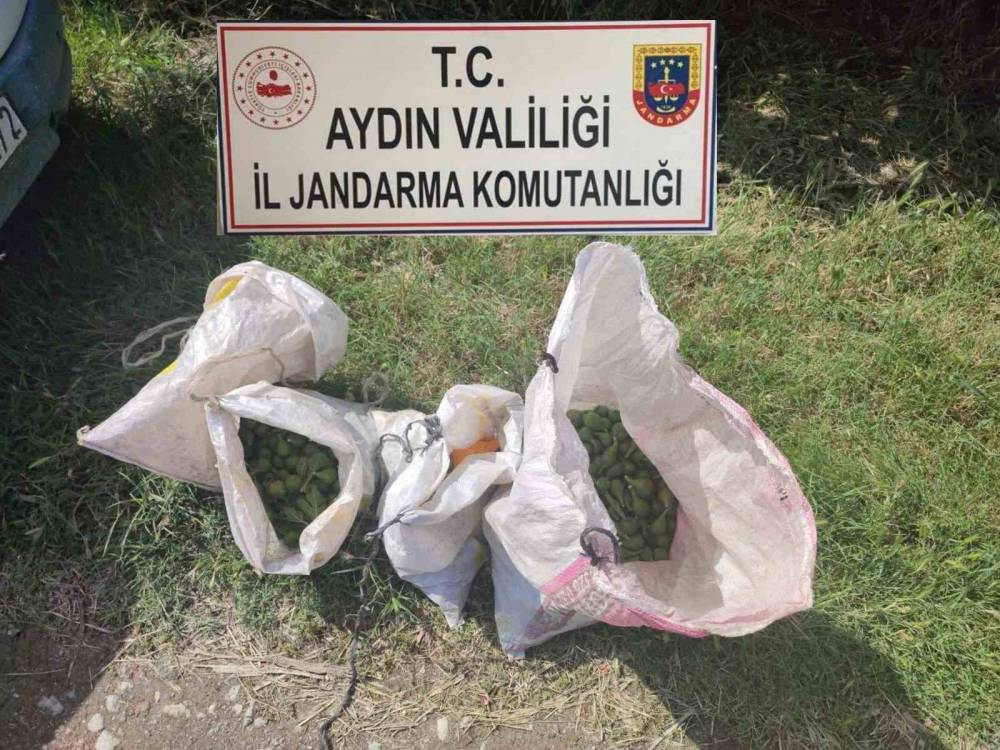 Aydinda Iglek Hirsizlari Yakalandi 558920 Da396A8A77516Bc1B7Bfae9780851563