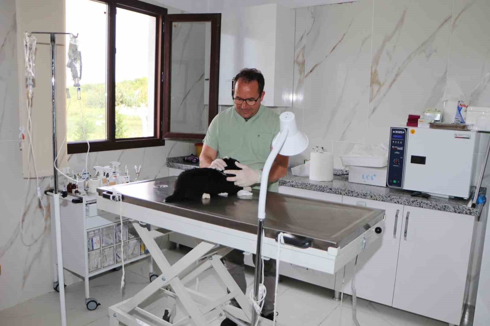Soke Belediyesi Iki Aylik Surecte 170 Hayvanin Tedavi Ve Kisirlastirmasini Yapti 9492De576C276717D58Cd7F69742A3Cb