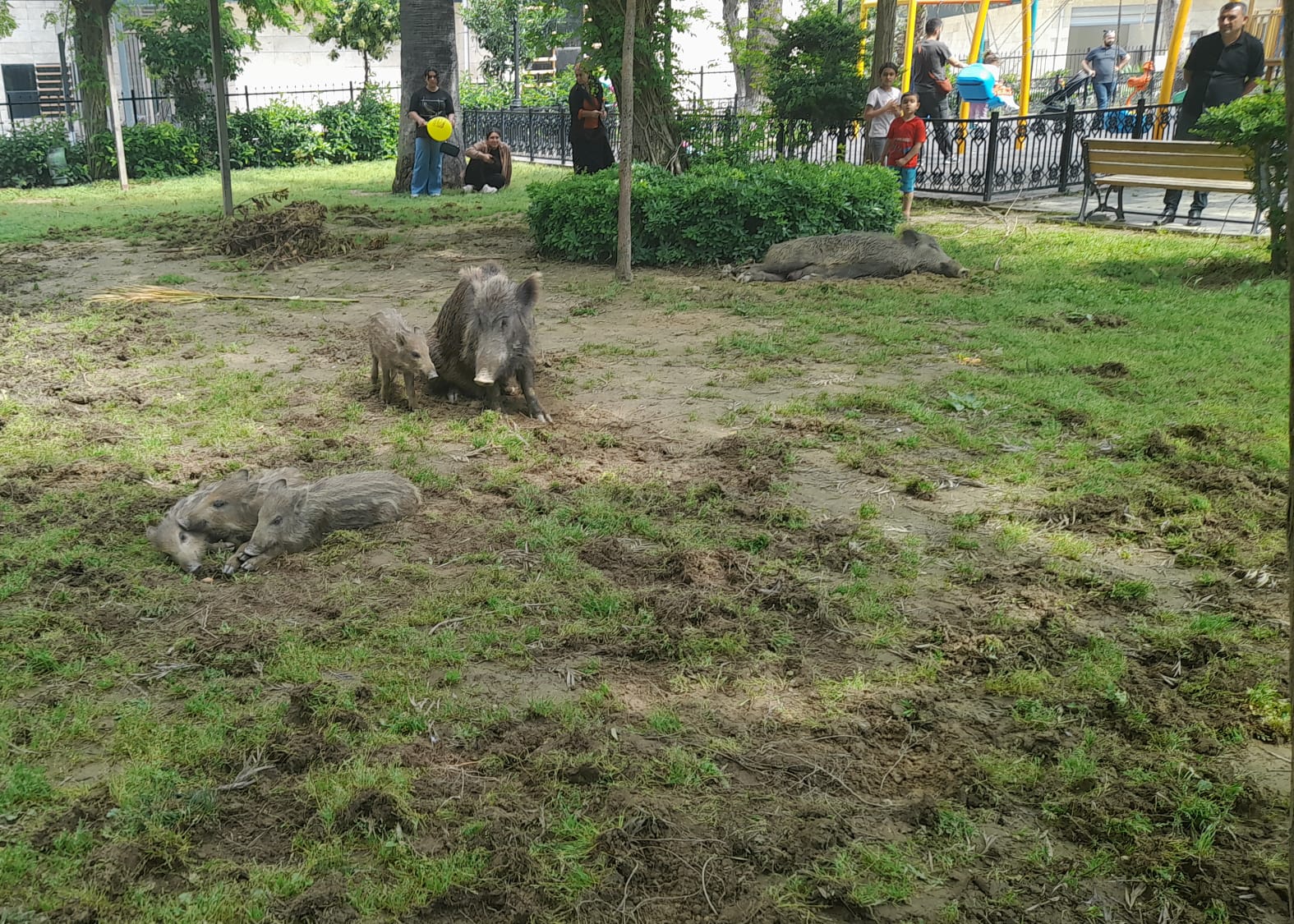 Yaban Domuzlari Avcilar Kulubunu Ziyarete Geldi 563254 47Ea2609E56Ee75Bee4561Fa44Fa7400