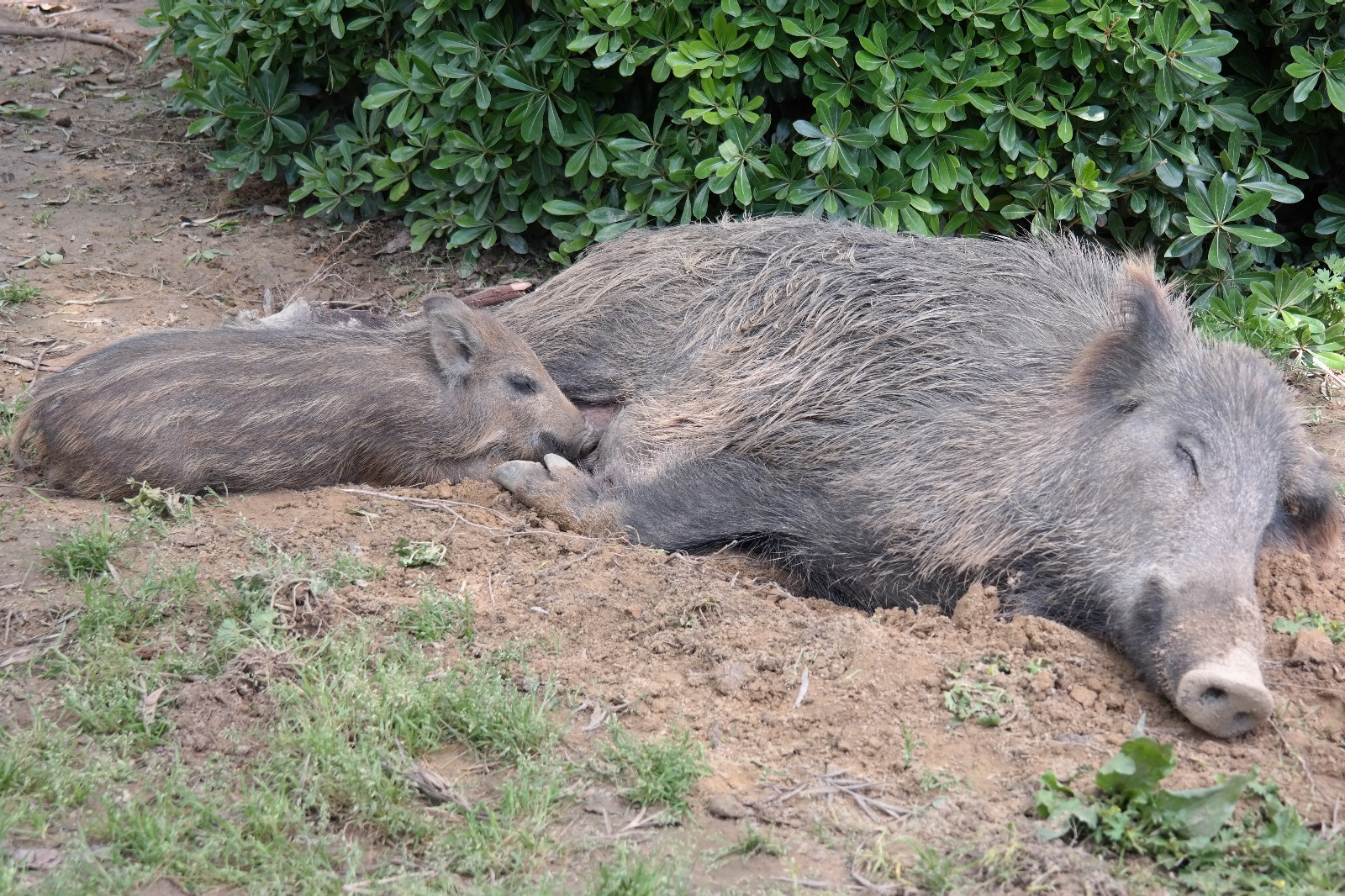 Yaban Domuzlari Avcilar Kulubunu Ziyarete Geldi 563254 5672C62861D22042E8137Bba784C4C70