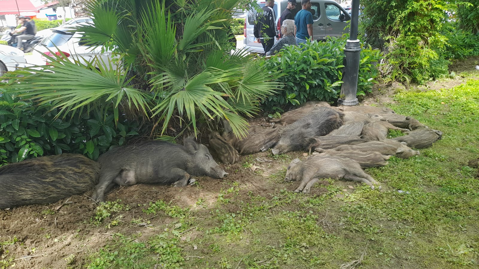 Yaban Domuzlari Avcilar Kulubunu Ziyarete Geldi 563254 B73Ad06377826325C3E8E94B9Ef000F5