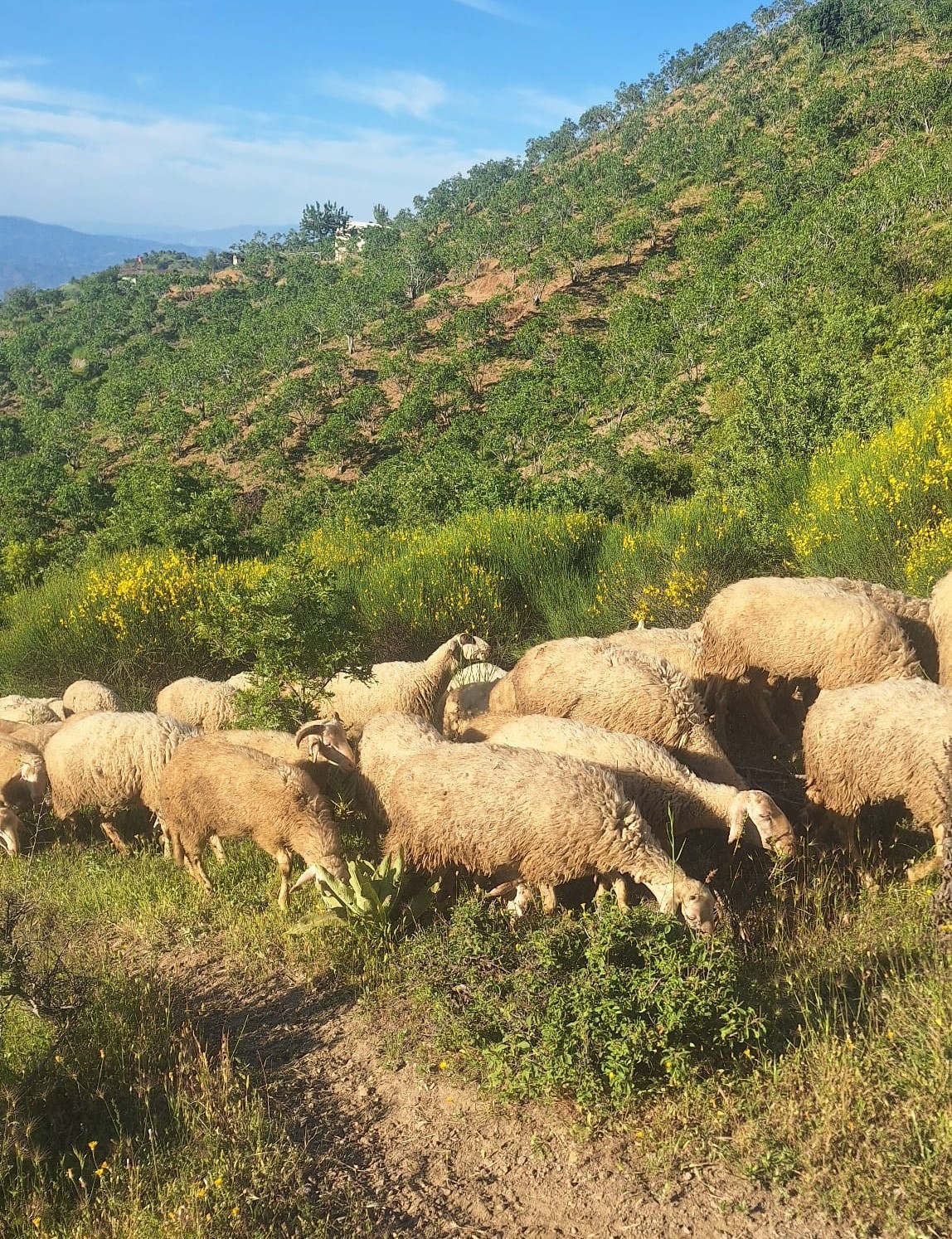 Aydinda Yoruklerin Yayla Yolculugu Basladi 4Fbc9C9828564D08Ec4E48Cd20328632