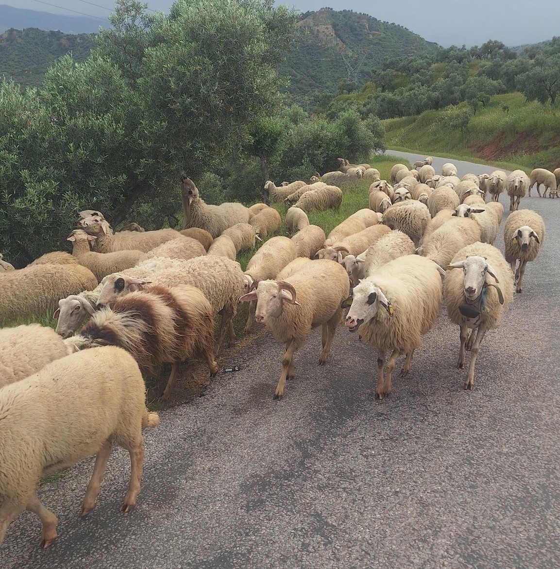 Aydinda Yoruklerin Yayla Yolculugu Basladi 9F0B47A80Bdc6Ce41F295B55F5Ffab59