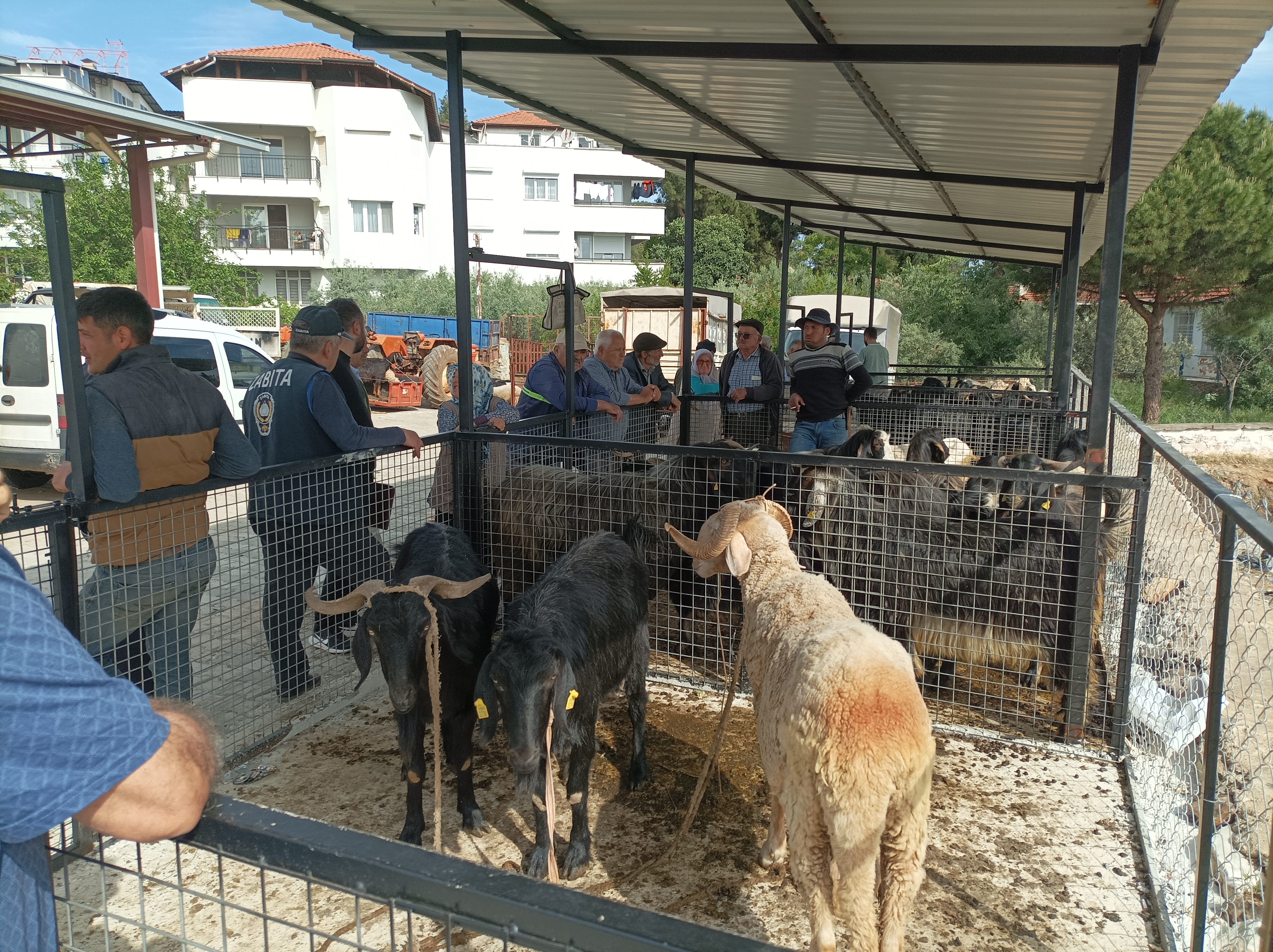 Hayvancilik Icin Universite Egitiminden Vazgecti 572108 285F7Ce30831E48D86Dbb91719271D34