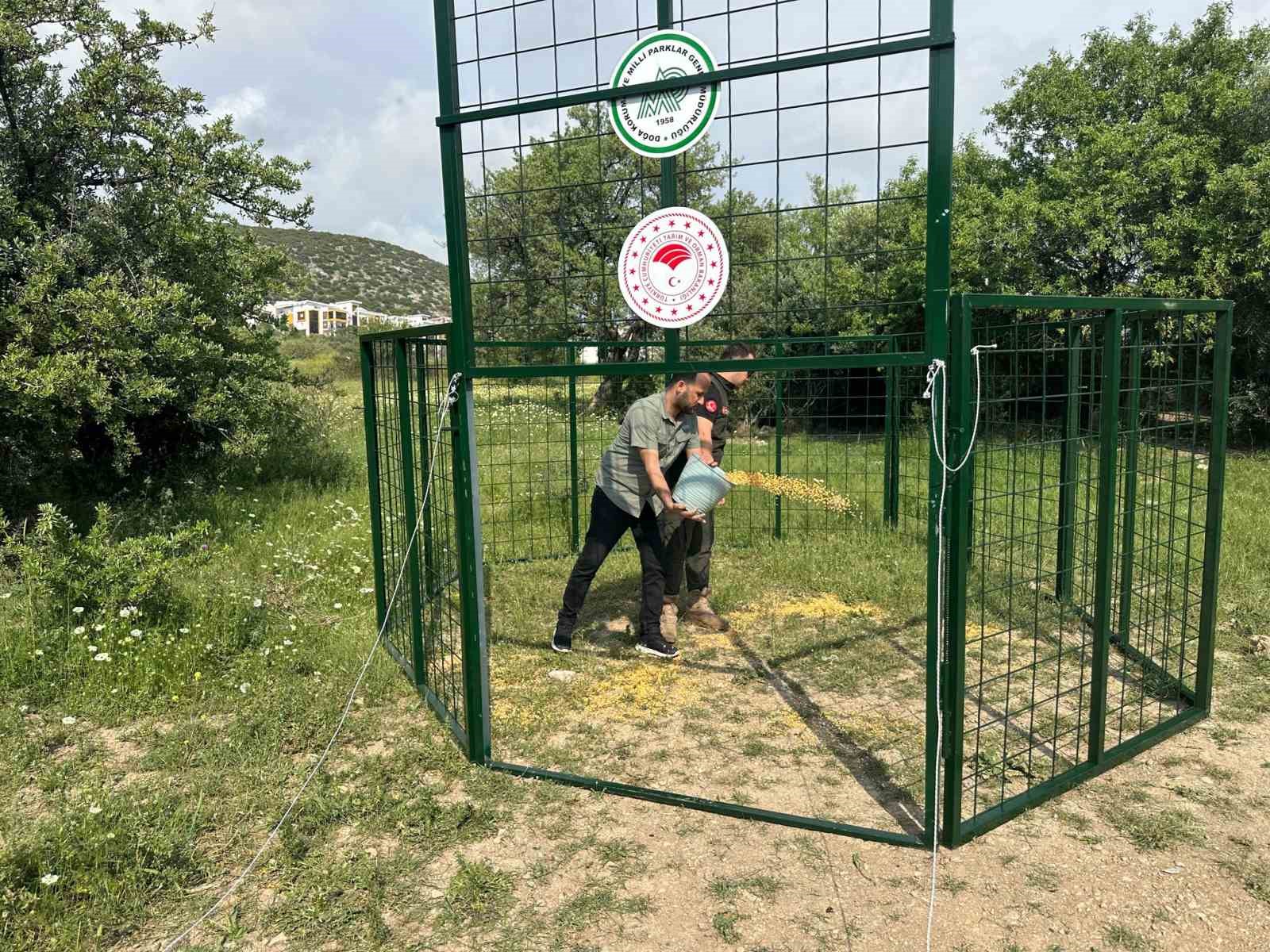 Kusadasinda Yaban Domuzlarina Karsi Termal Dronlu Mucadele 43Eb71Aac516Ba44029D69D94E098C72
