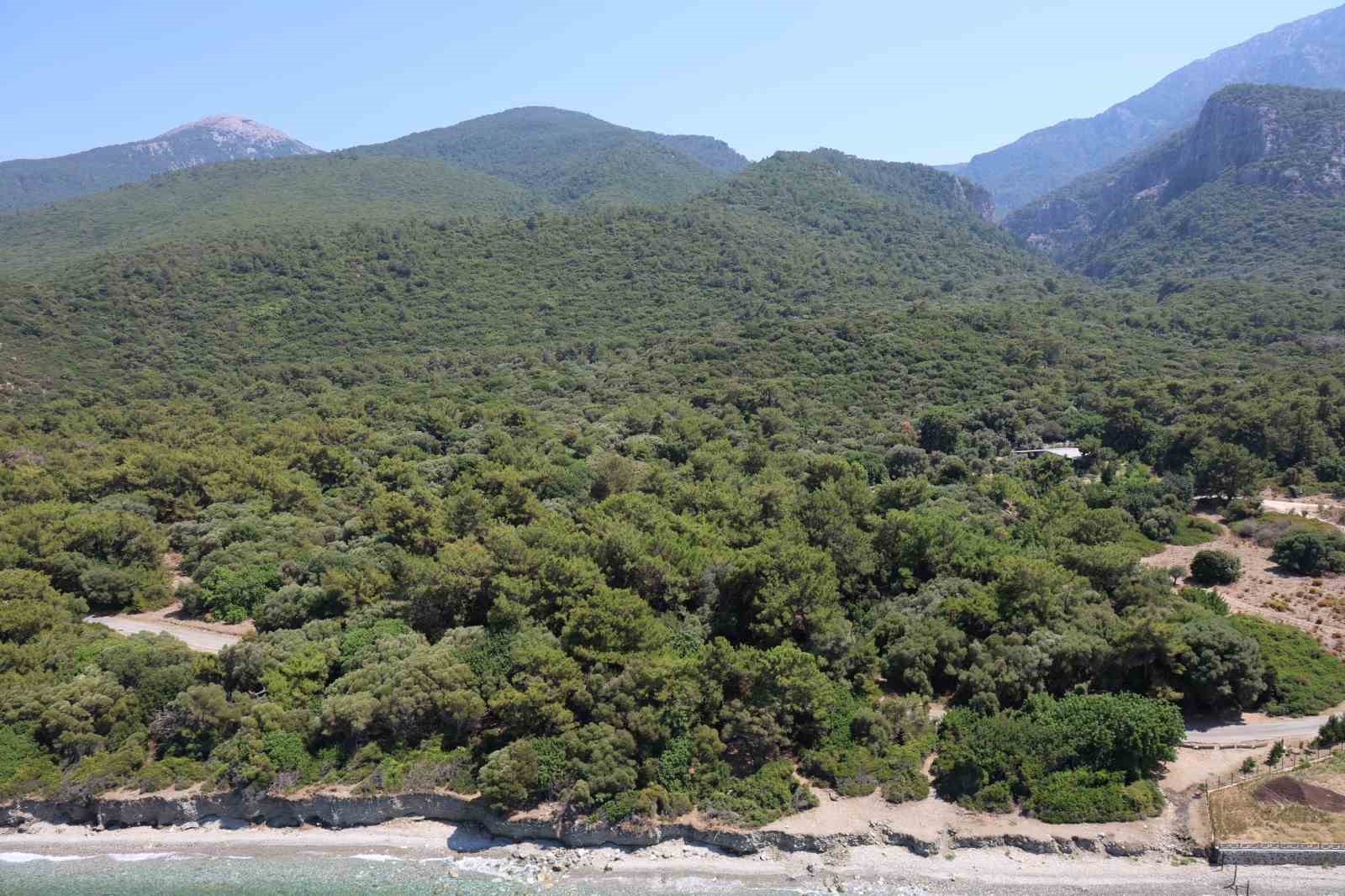 Valilik Onlem Aldi Ormanlik Alanlara Girisler Yasaklandi 1E78Eb53C131891Ea7Cdde476Dd2Ab05