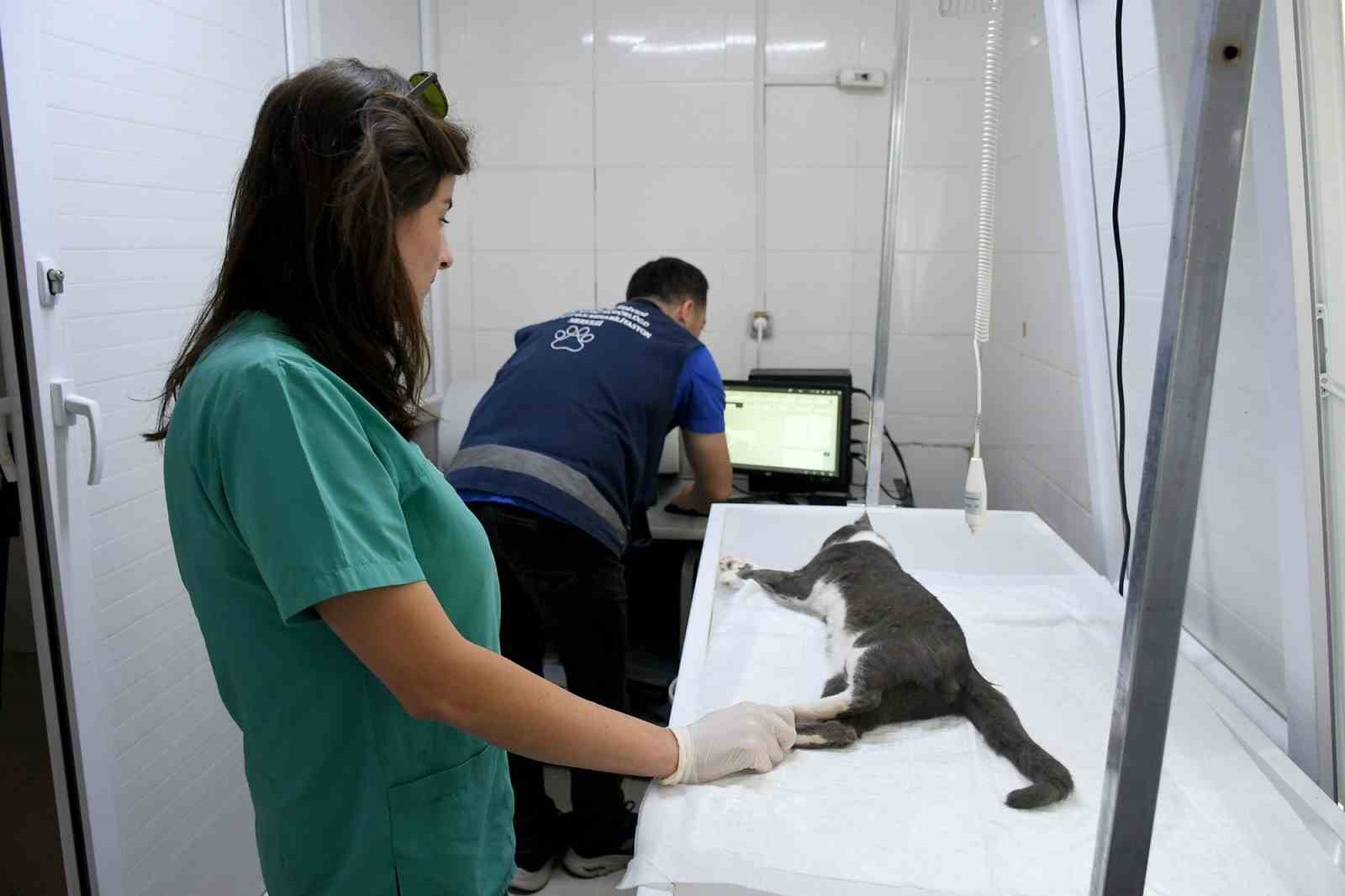 Baskan Gunel 5Inci Kattan Dusen Kediye Yasam Umudu Oldu 40Fad569E6F0Aa86Cc5E4E40555341Fe