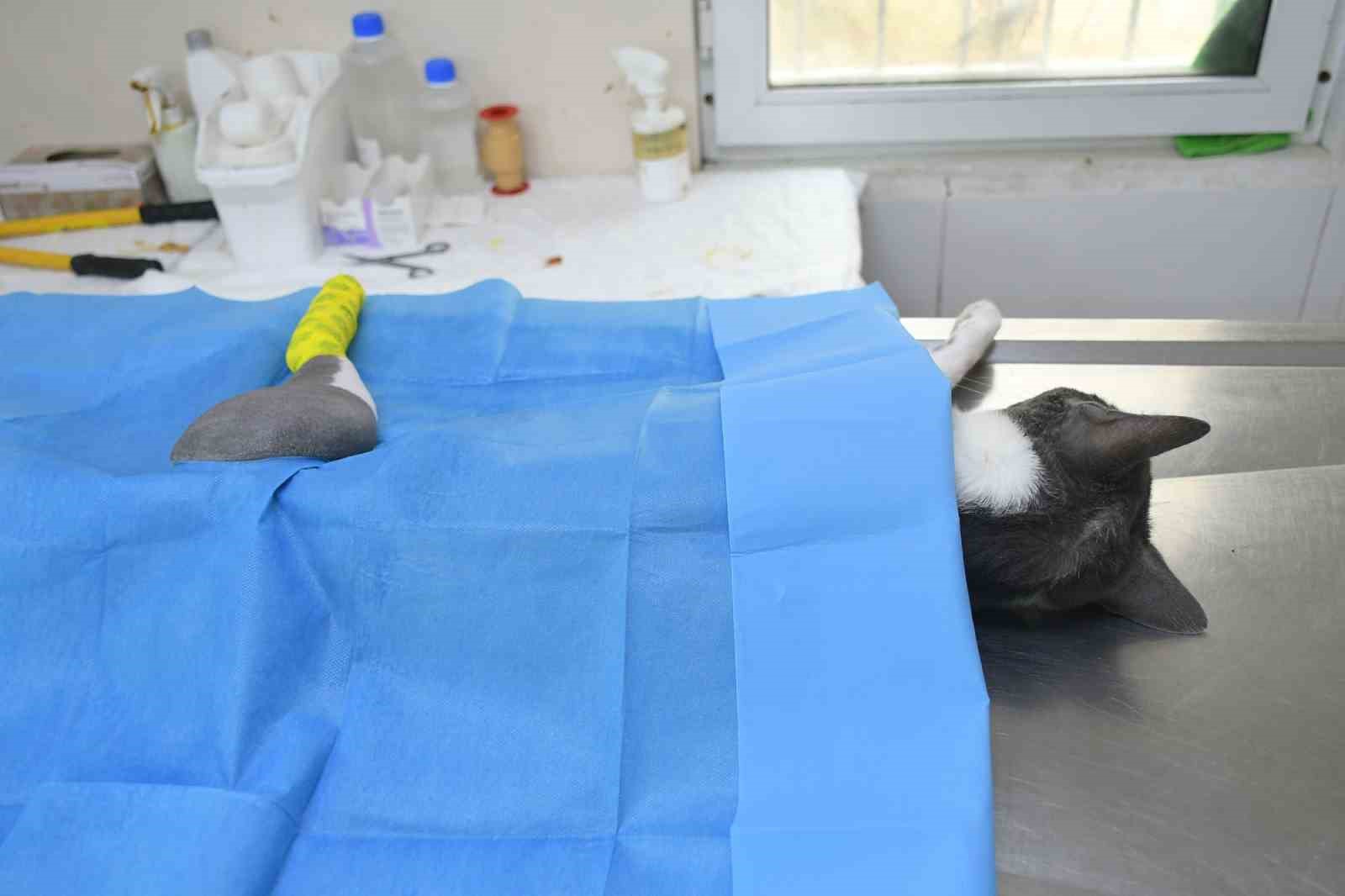 Baskan Gunel 5Inci Kattan Dusen Kediye Yasam Umudu Oldu 880E187Bd0F9E67E8A77A21Efa27000D