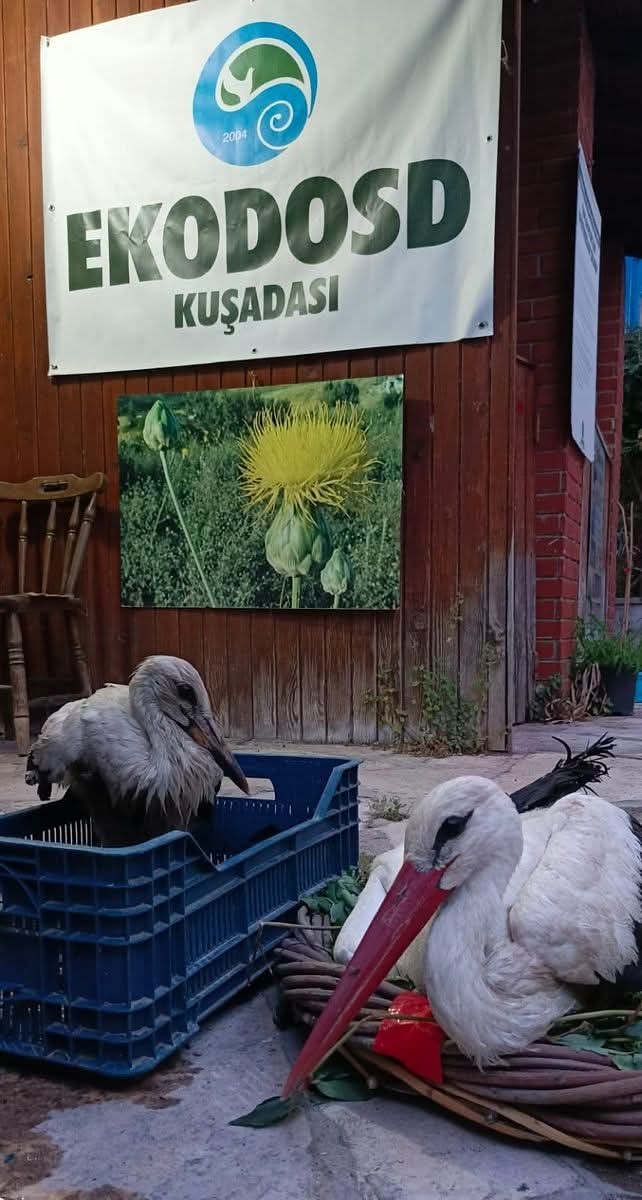 Cevre Kirliligi Leylekleri Yuvalarinda Tehdit Ediyor 575700 46D9B5A70Ab1595F4Bca9760055Dd57B