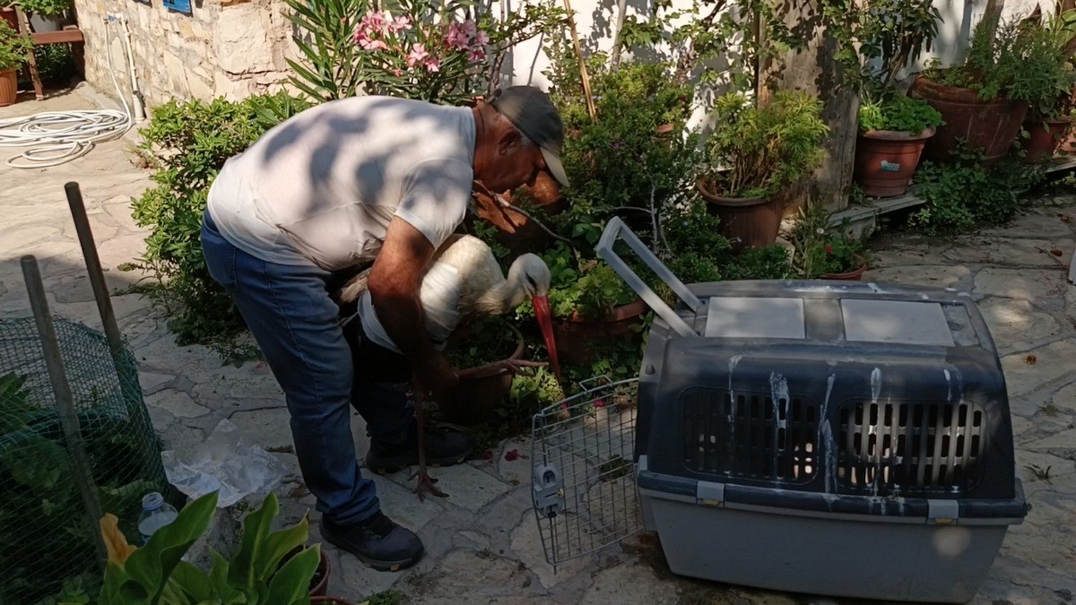 Kamyon Carpan Leylek Tedavi Altina Alindi Baskan Surucu Dikkat Cagrisi Yapti 05E9E042125Cfce0274C4B70C9F912D4