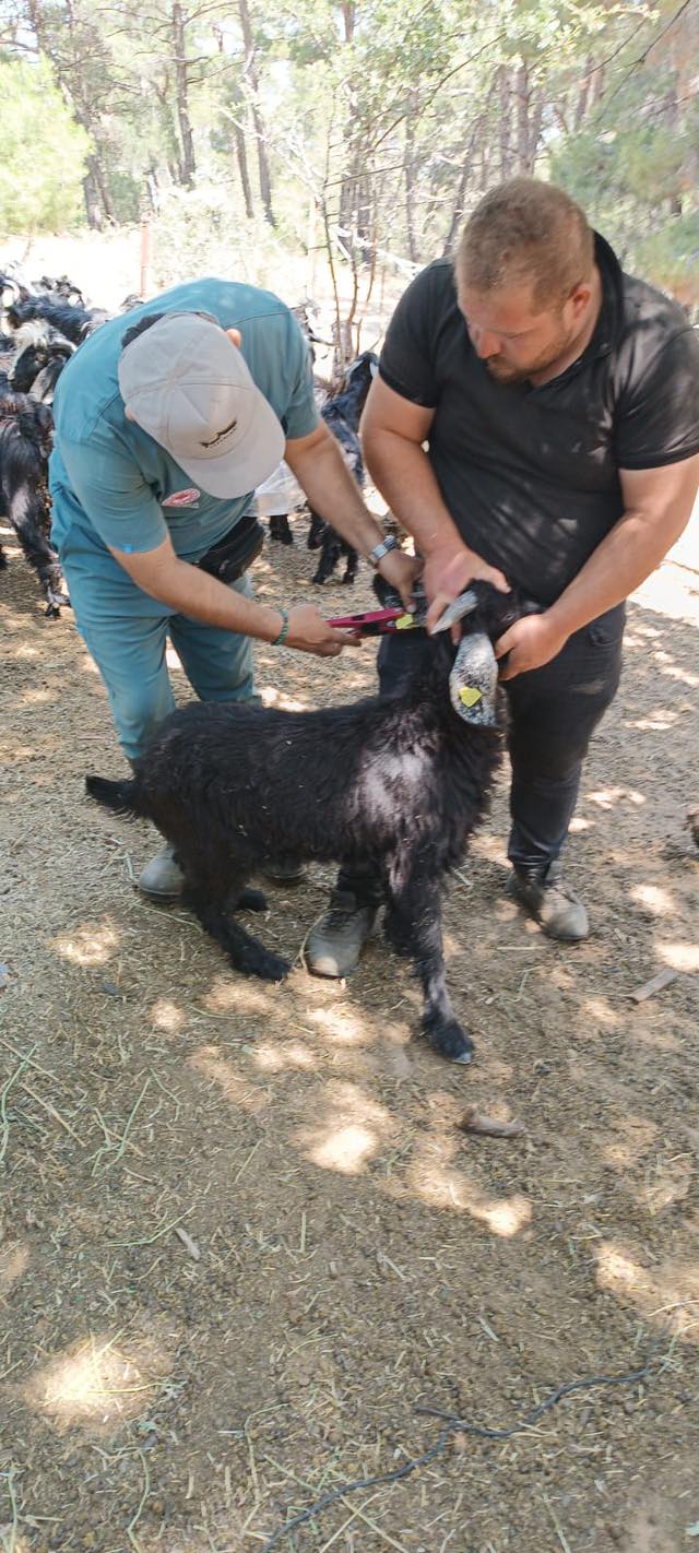 Nazillide Hayvanlar Asilaniyor Hedef 38 Bin Asi 576324 30A5C66B6Efdf6557780Ec561A9F1341
