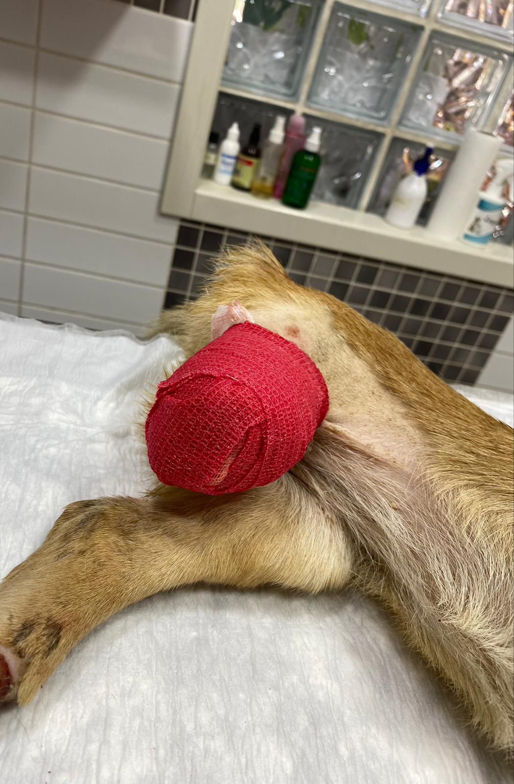 Nazilliden Munihe Duygusal Bag Hayat Artik Yuva Buldu 576263 73Ca97309919F2C2464866Bd3E47C489