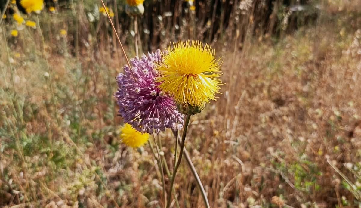 Yeni Bir Tulusah Yasam Alani Tespit Edildi 574682 2611B898Cc322C9Fdb981C99C5078Ad6