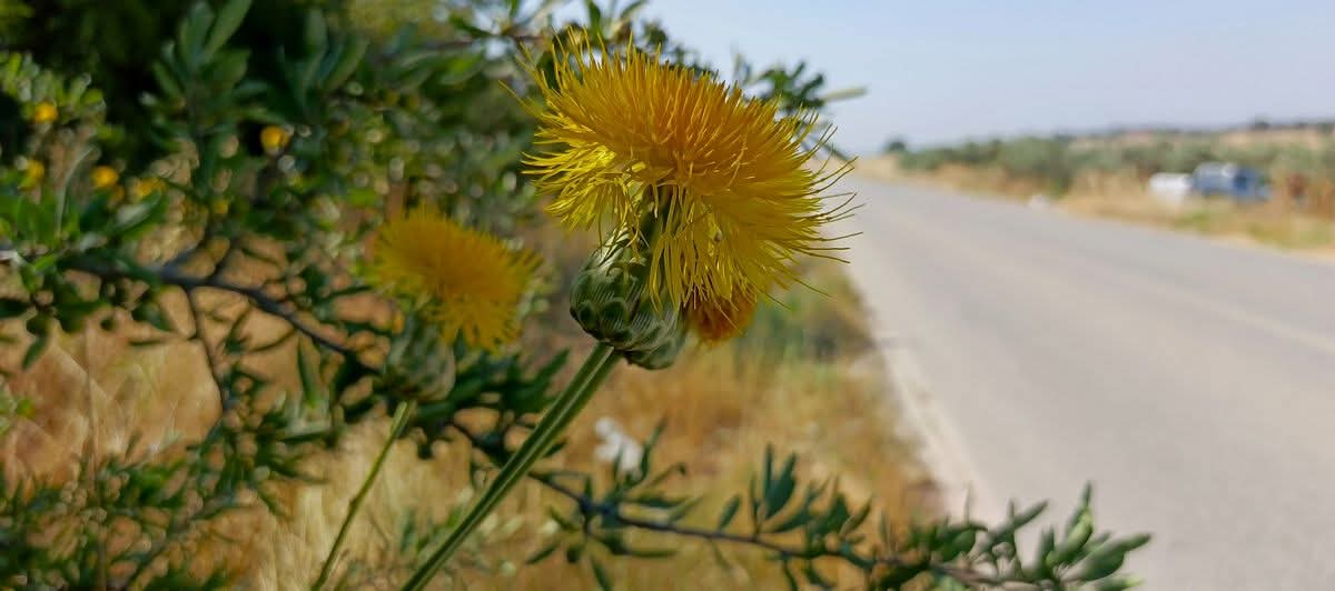 Yeni Bir Tulusah Yasam Alani Tespit Edildi 574682 89F072Fd303F9417949Ed168B3833005