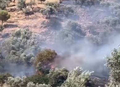 Aydinda Zeytinlik Alanda Yangin 581687 C3E99A45D322Baf8933C687E8Caa5C52