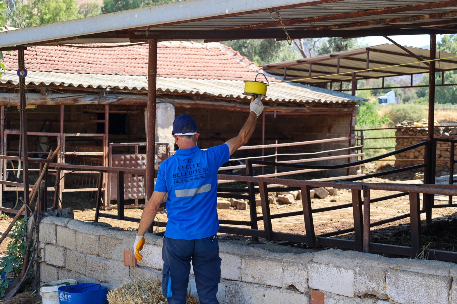 Efelerde Sineklerle Mucadele Araliksiz Suruyor 582302 B0A0C6Db605Ce5De48C501D66De0D409