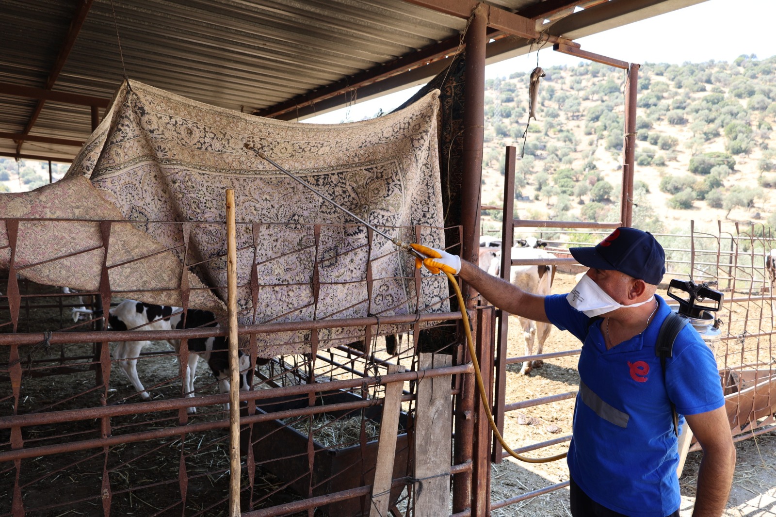 Efelerde Sineklerle Mucadele Araliksiz Suruyor 582302 B8Bf23504A6E6047D389735E54E0D5F4