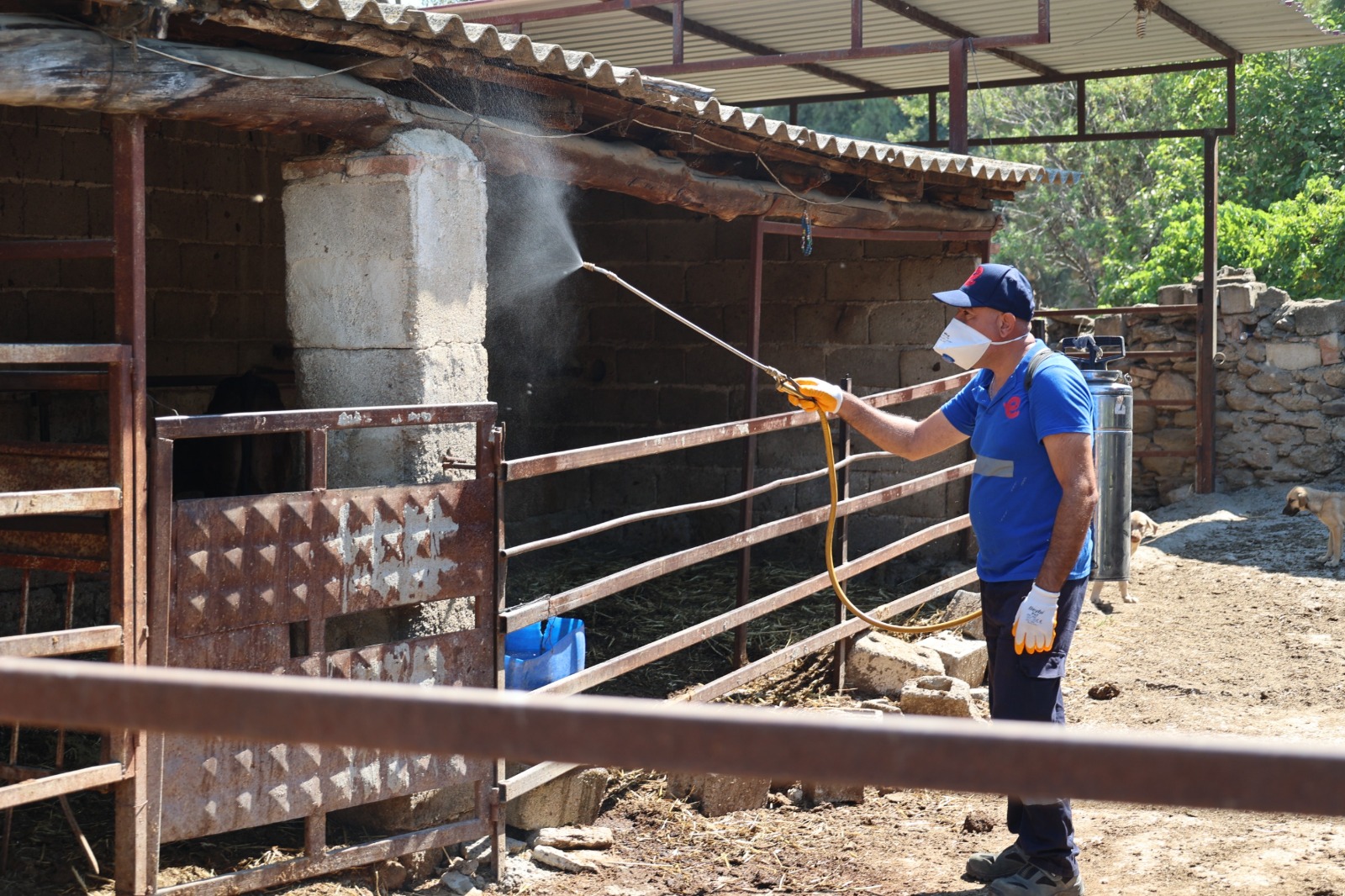 Efelerde Sineklerle Mucadele Araliksiz Suruyor 582302 Fbc90A81Db6C87Ca36C4D474142879F5