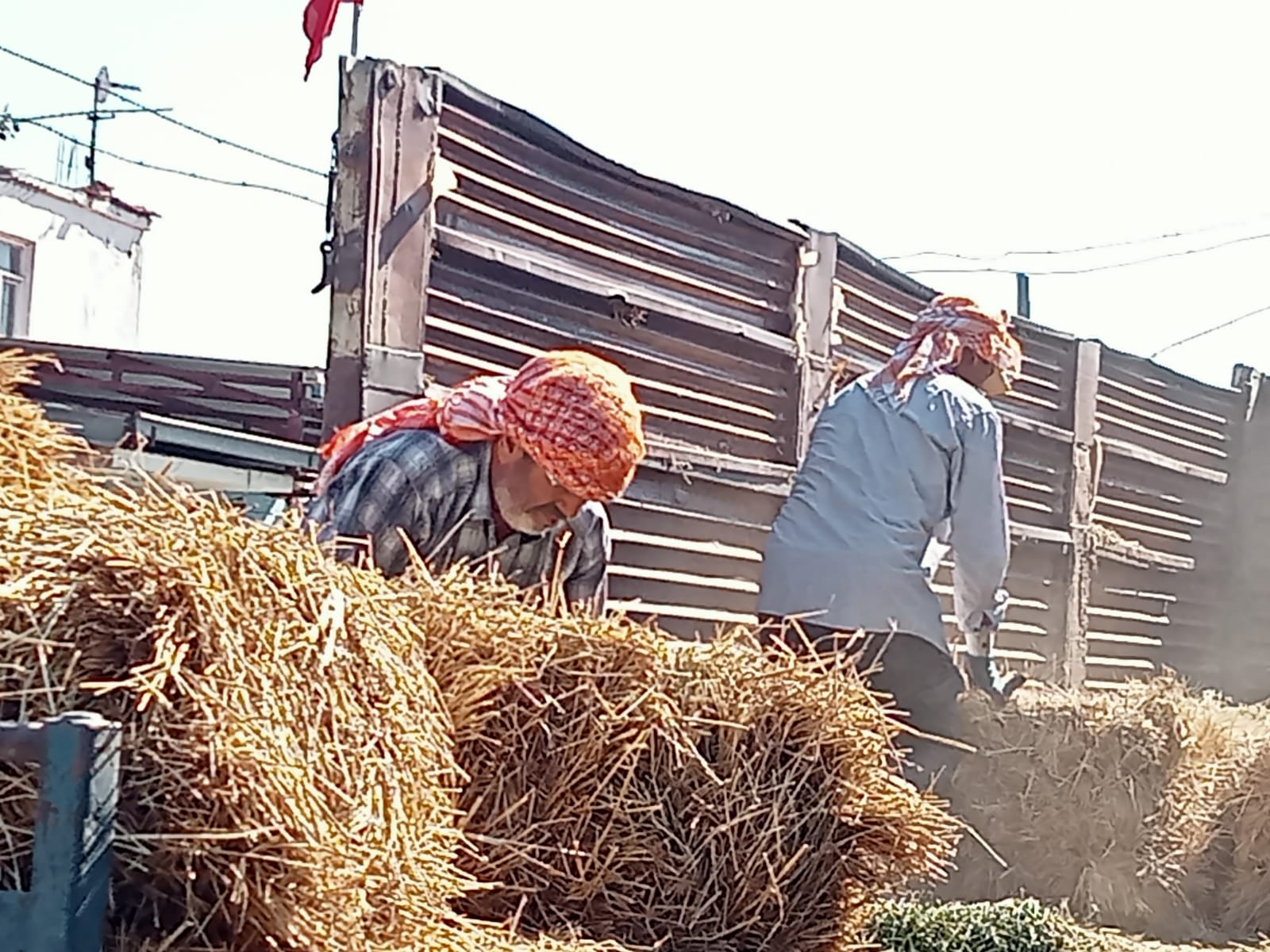 Germencik Turanlar Odemisli Ciftcilerin Yaninda Bir Kamyon Yet Bitkisi Gonderdiler 582195 Caff4Ffd864A68974241Fa0B91Da02Ff