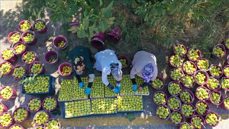 Nazillide Incir Sezonu Belirsizlikle Aciliyor 10 Gun Icerisinde Baslayacak 583267 A3Fc005C3Ba198D5011F2Ec9532A30E0