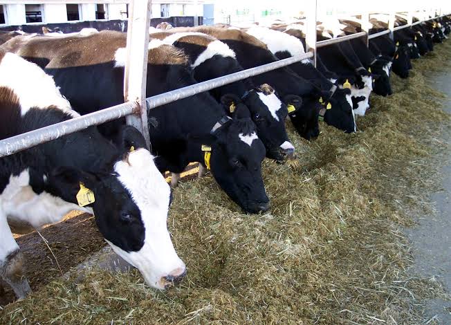 Sut Ureticileri Isyanda Zam Yetersiz Uretici Zararda 585493 58A4E0F71Ce3189388379363Bde34Ab4